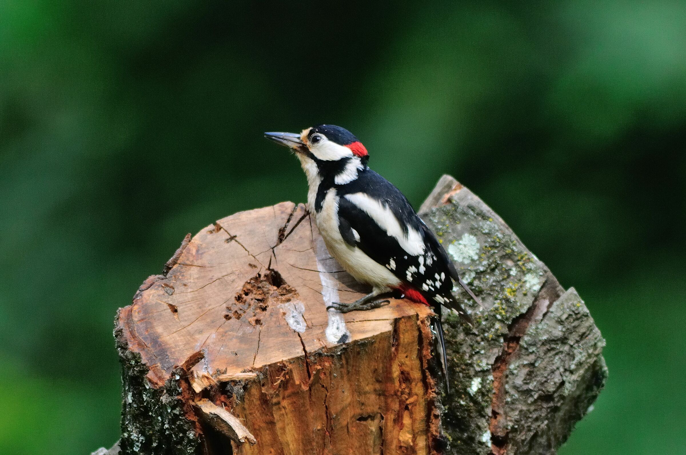 Picchio rosso maggiore