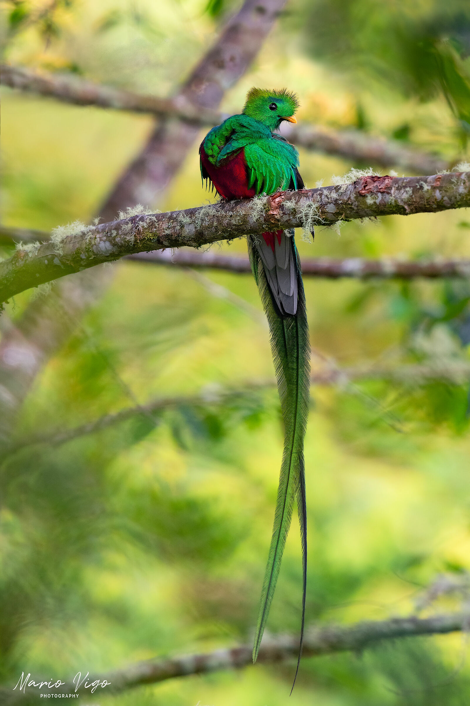 Quetzal Splendente