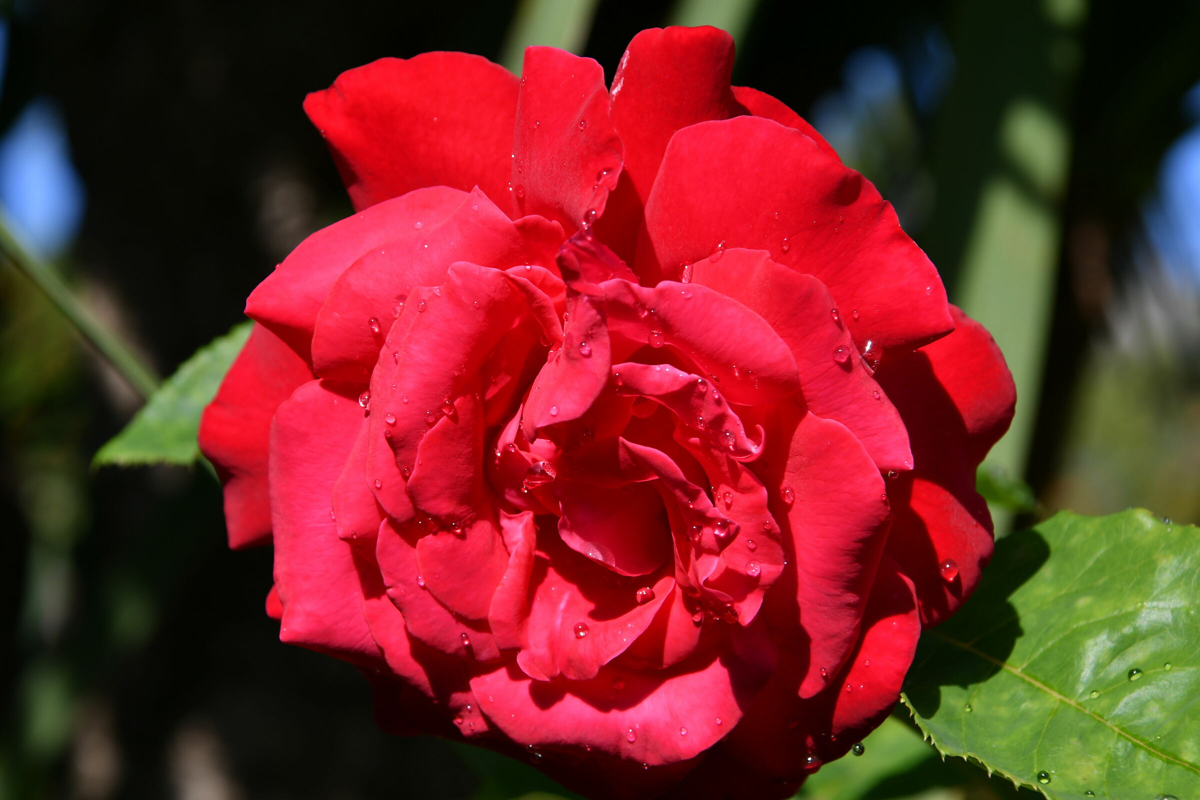 Red Rose