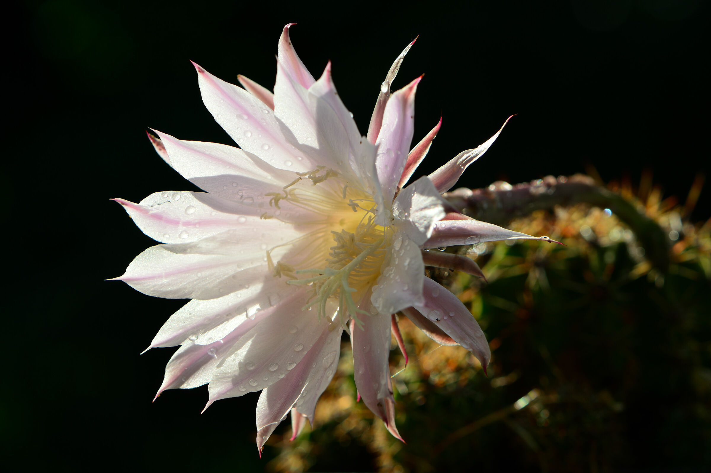 Echinopsis No.2