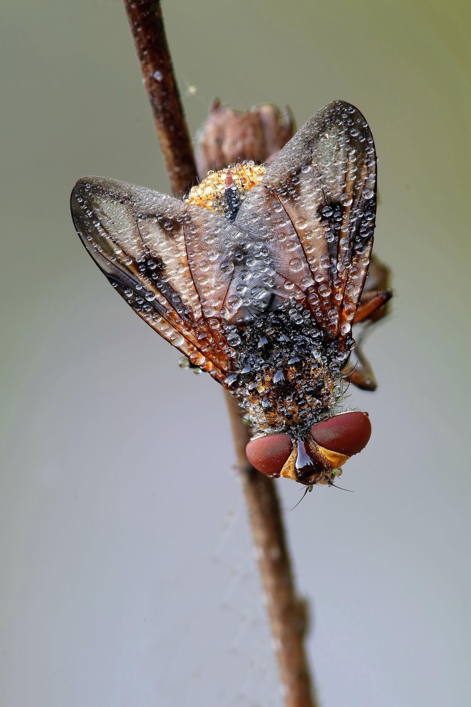 The Number of a Thousand !!!