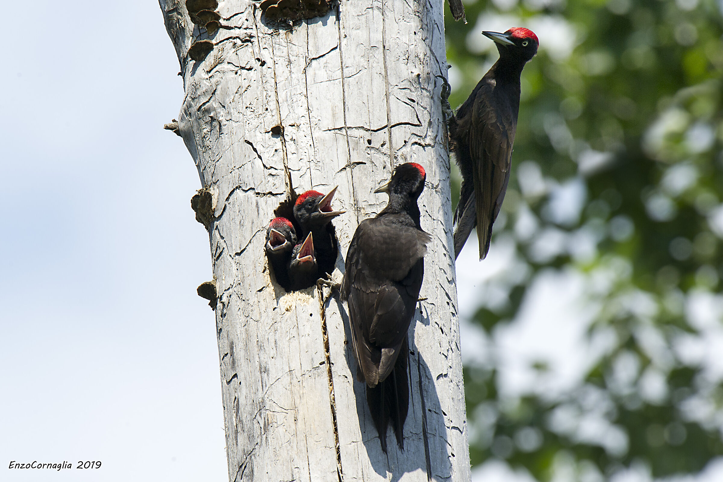 Black woodpecker