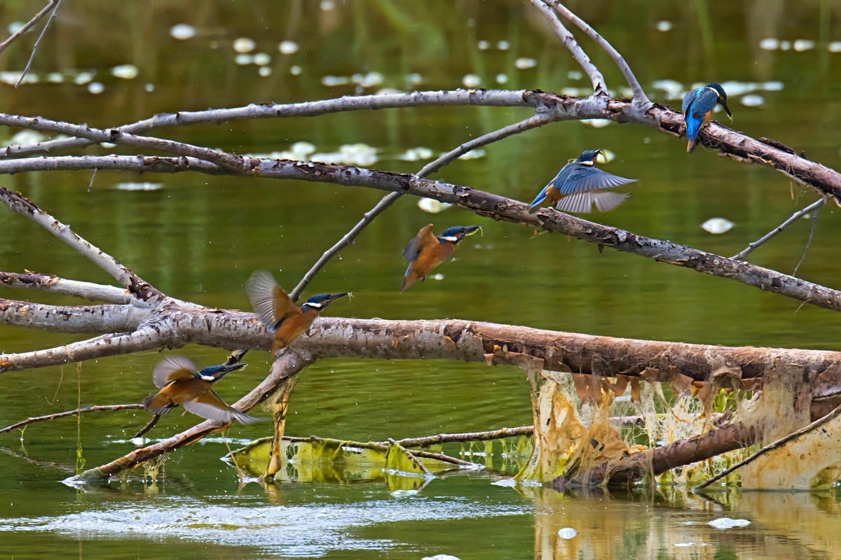 La salita del Martino