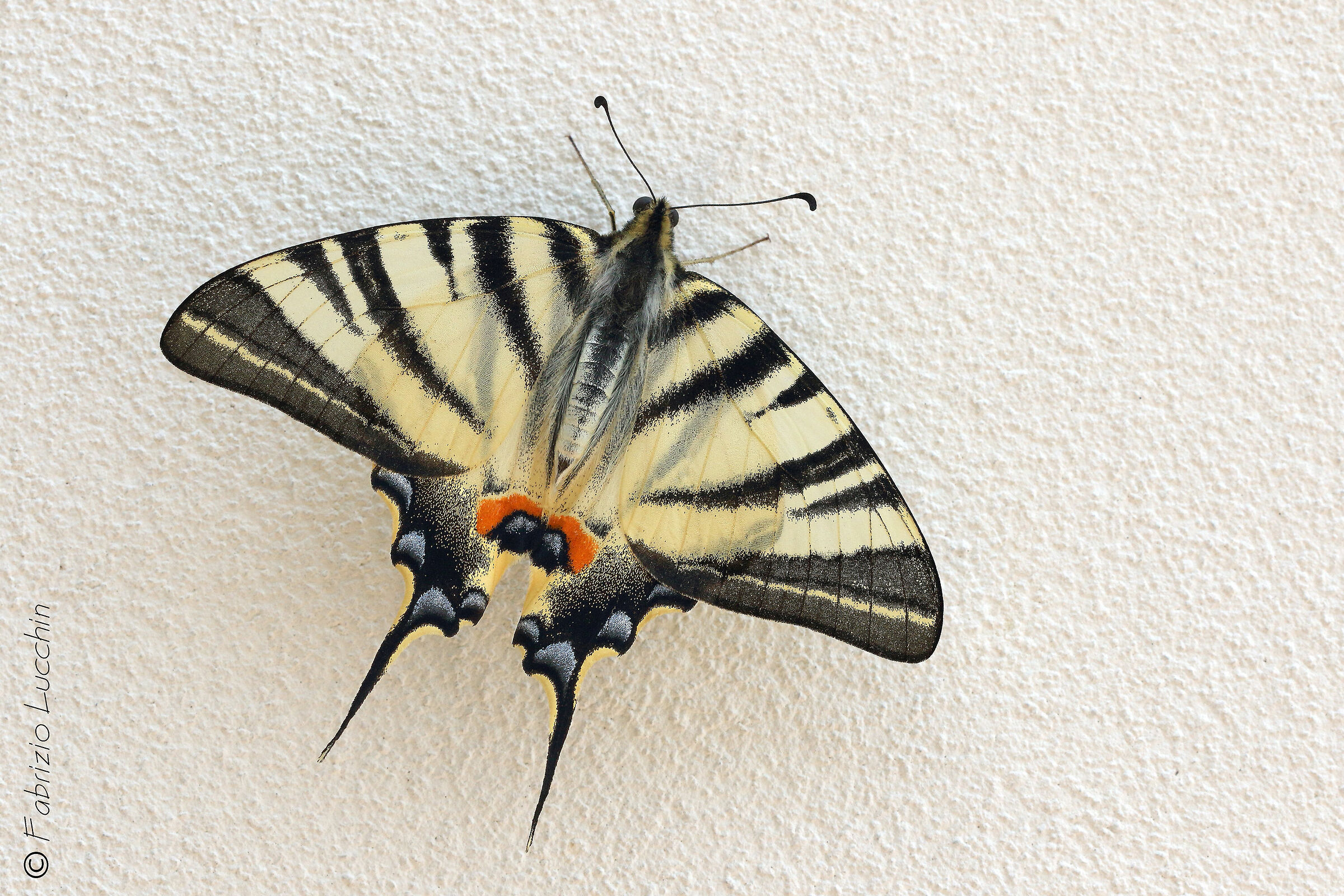 Iphiclides podalirius