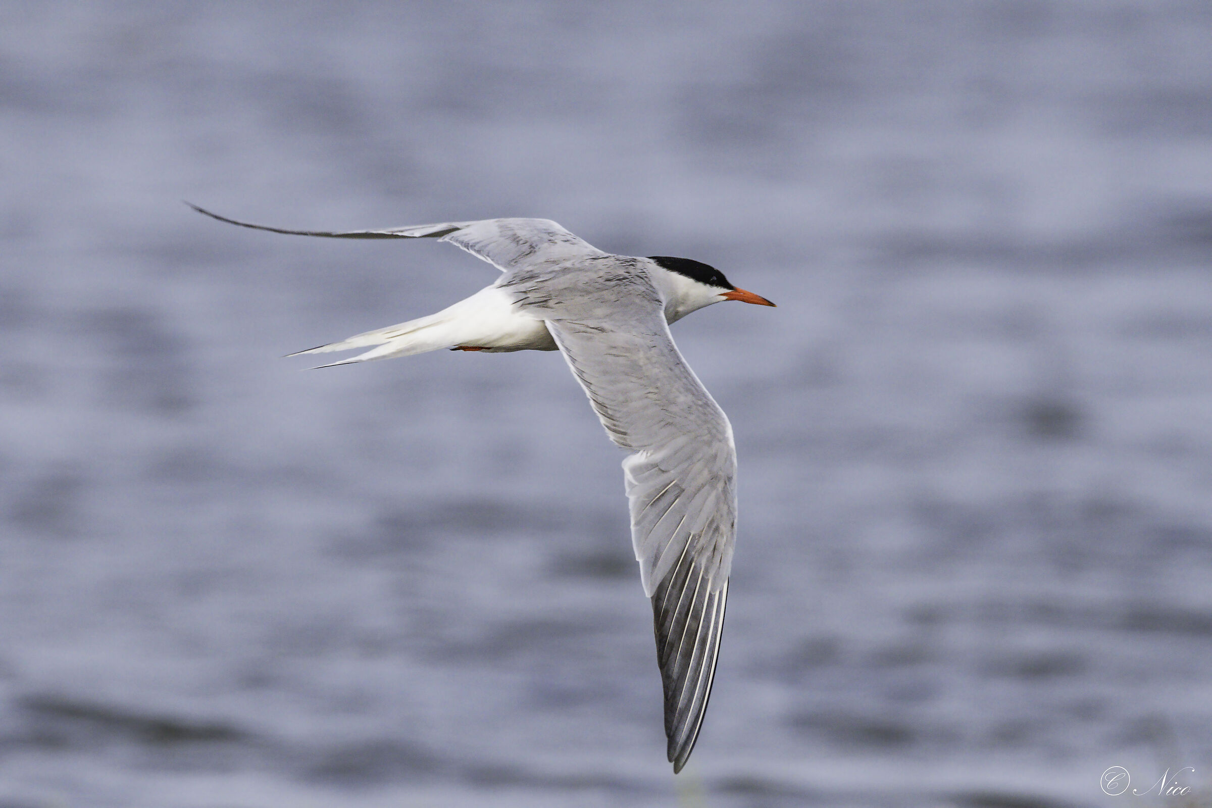 Tern
