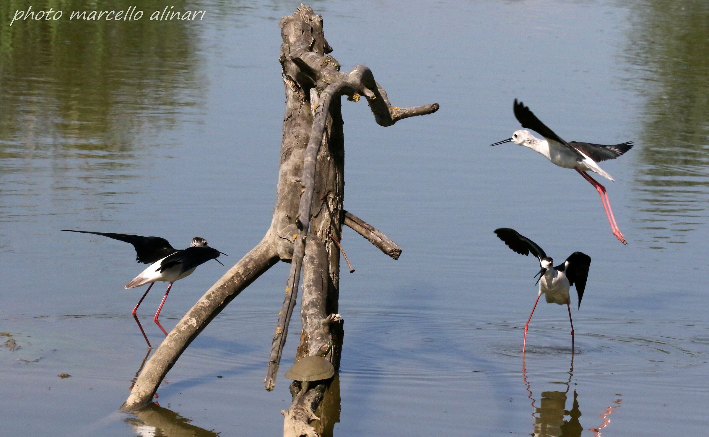 Iniziano le piccole rappresaglie