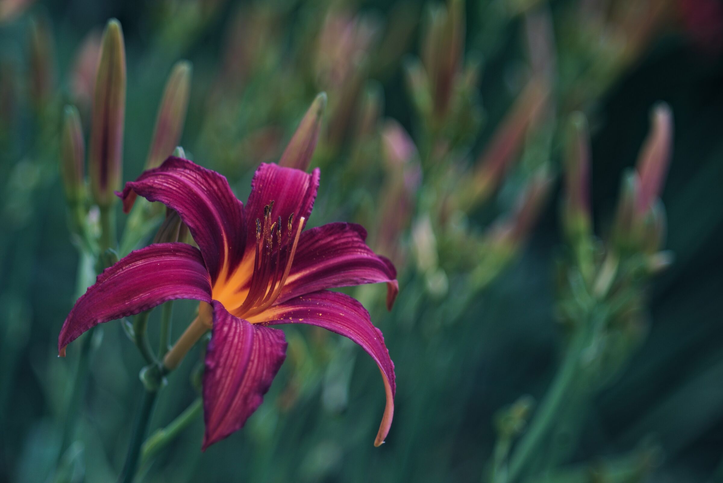 Giglio / Graflex Optar 135mm f/4.7 1937 ca
