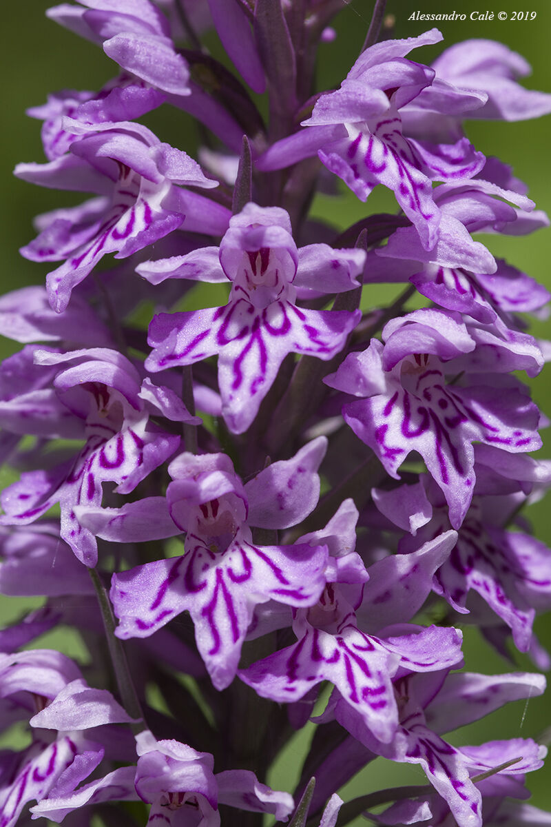 Orchis mculata 1876