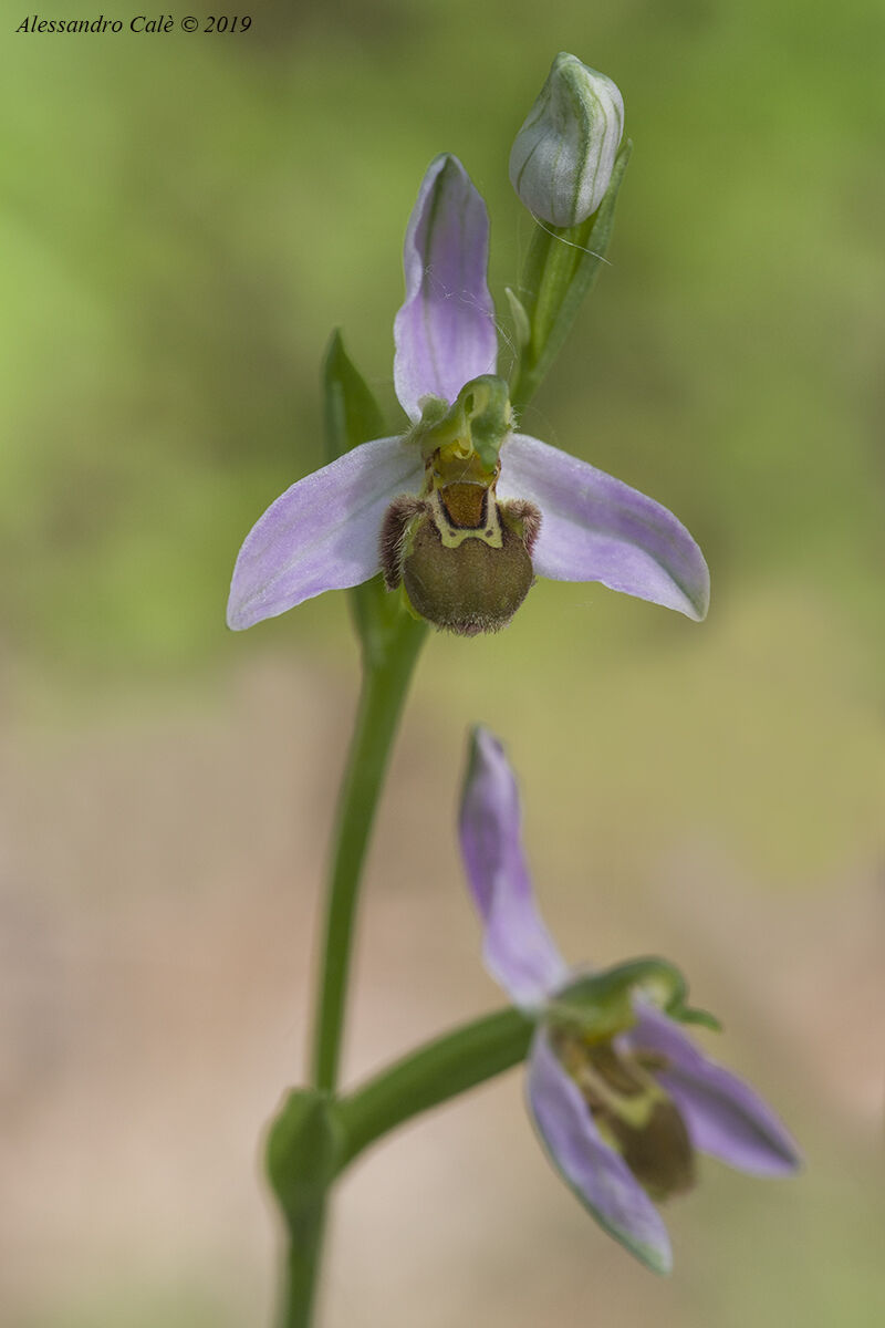 Ophrys apifera 1800