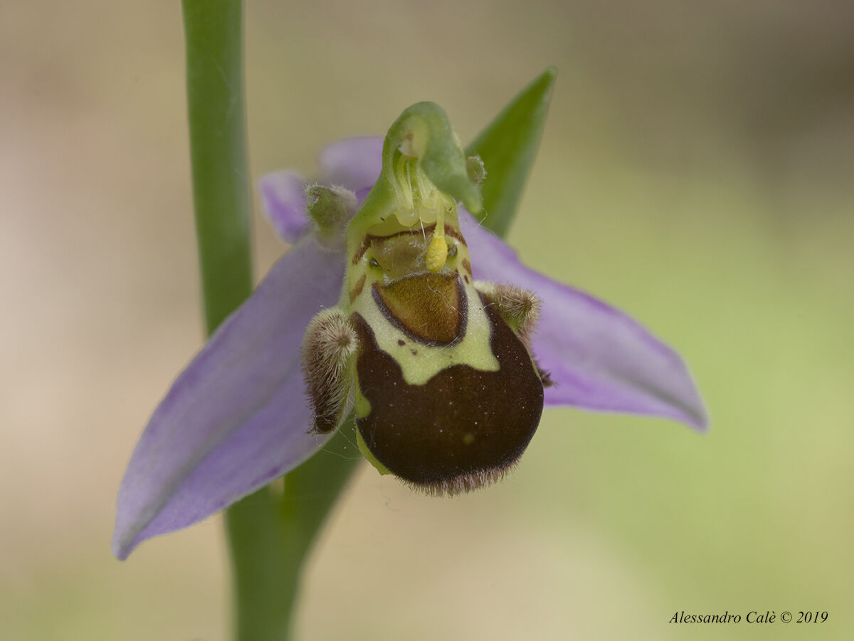 Ophrys apifera 1809