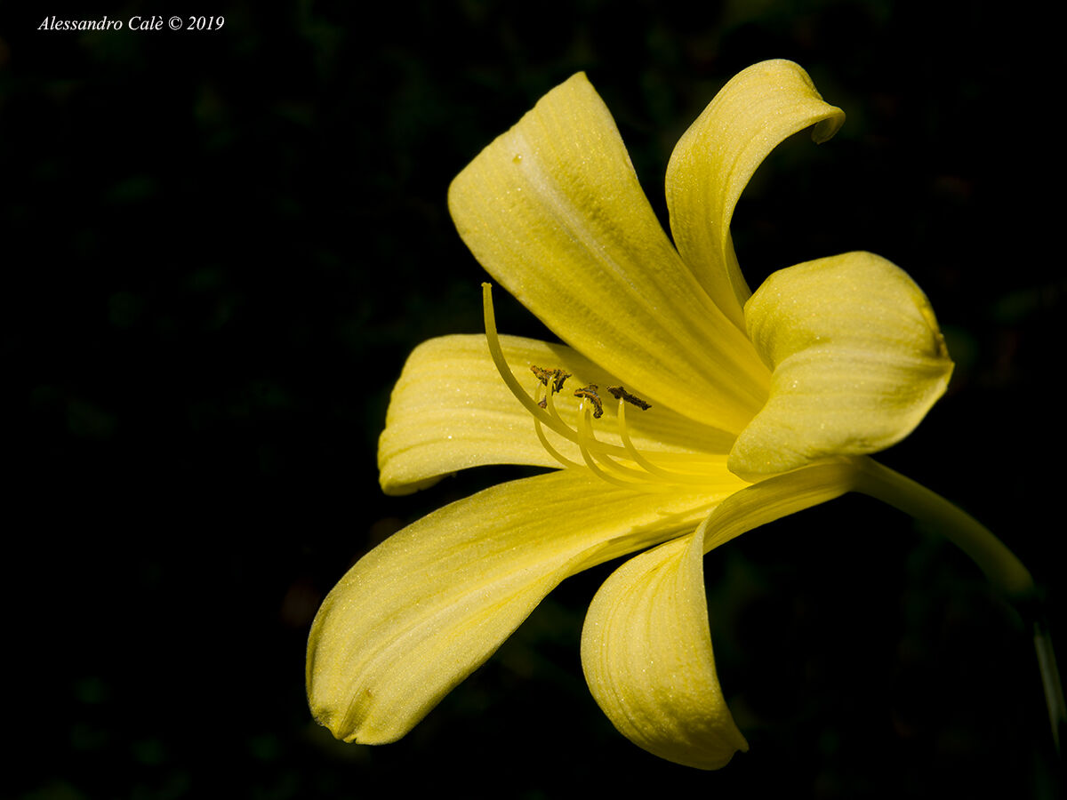 Hemerocallis lilio asphodelus 1938