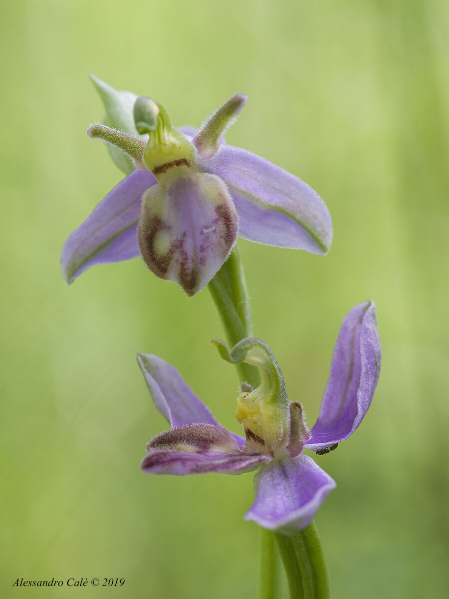 Ophrys apifera 1593