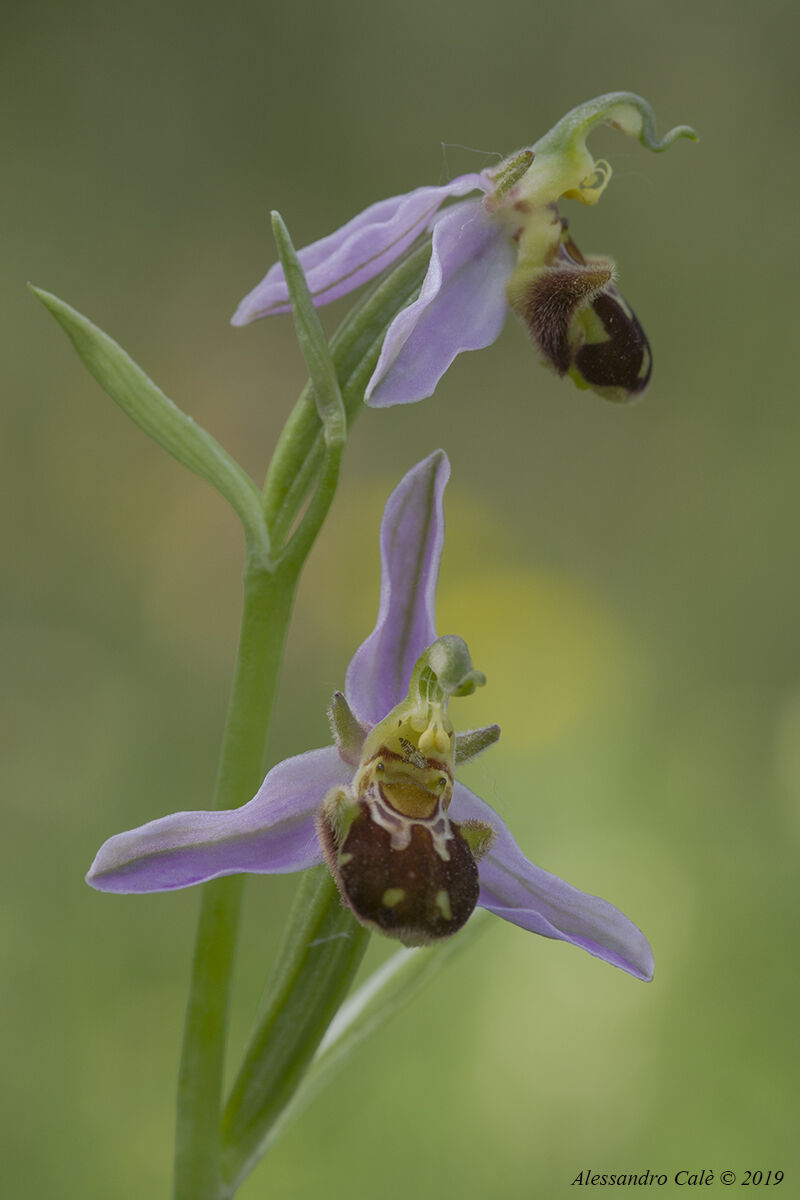 Ophrys apifera 1632