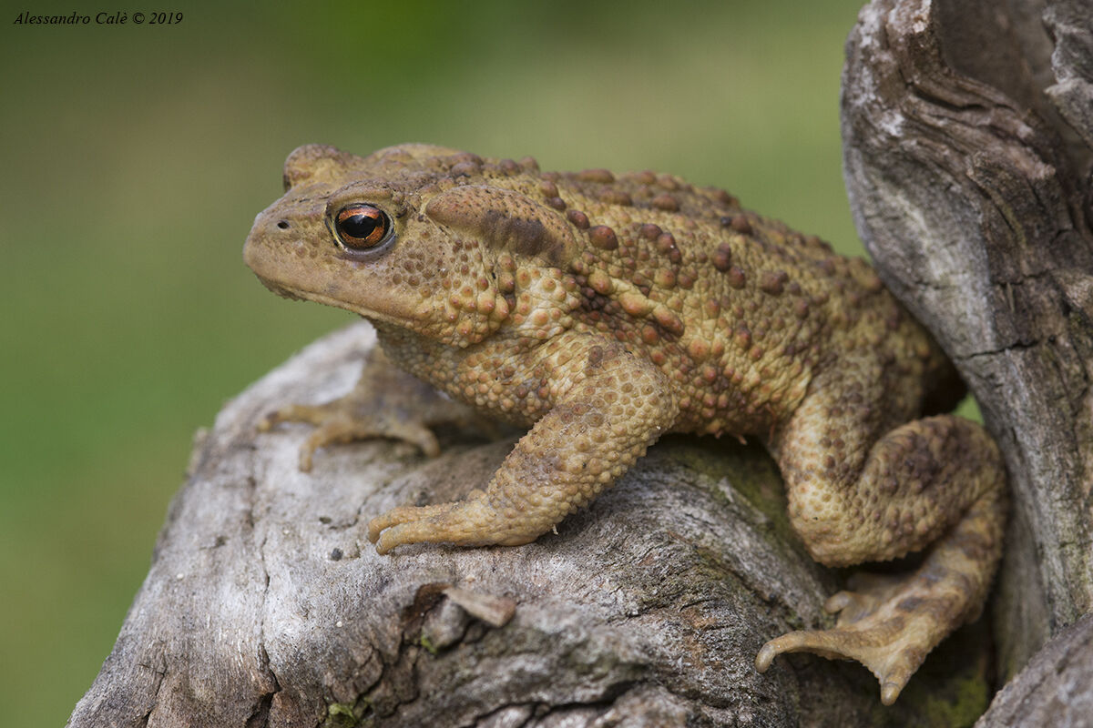 Bufo bufo (Common Toad) 2017