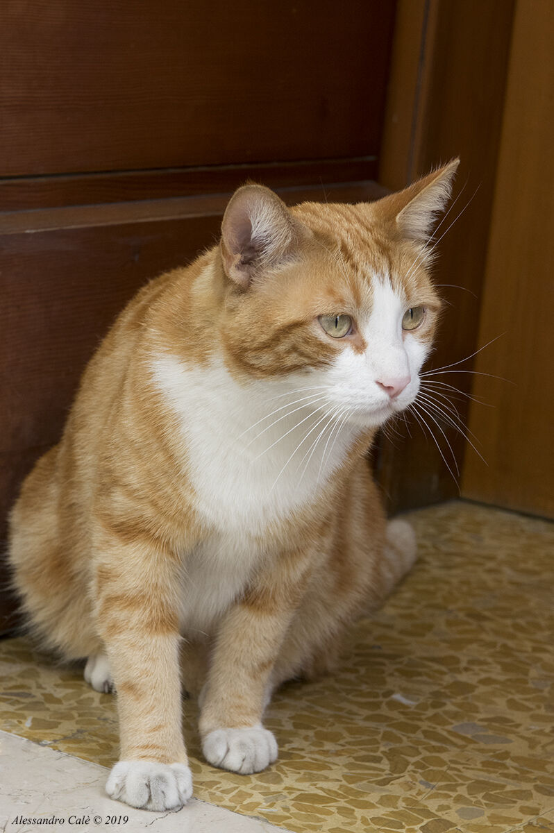 Il gatto di Limone 1551