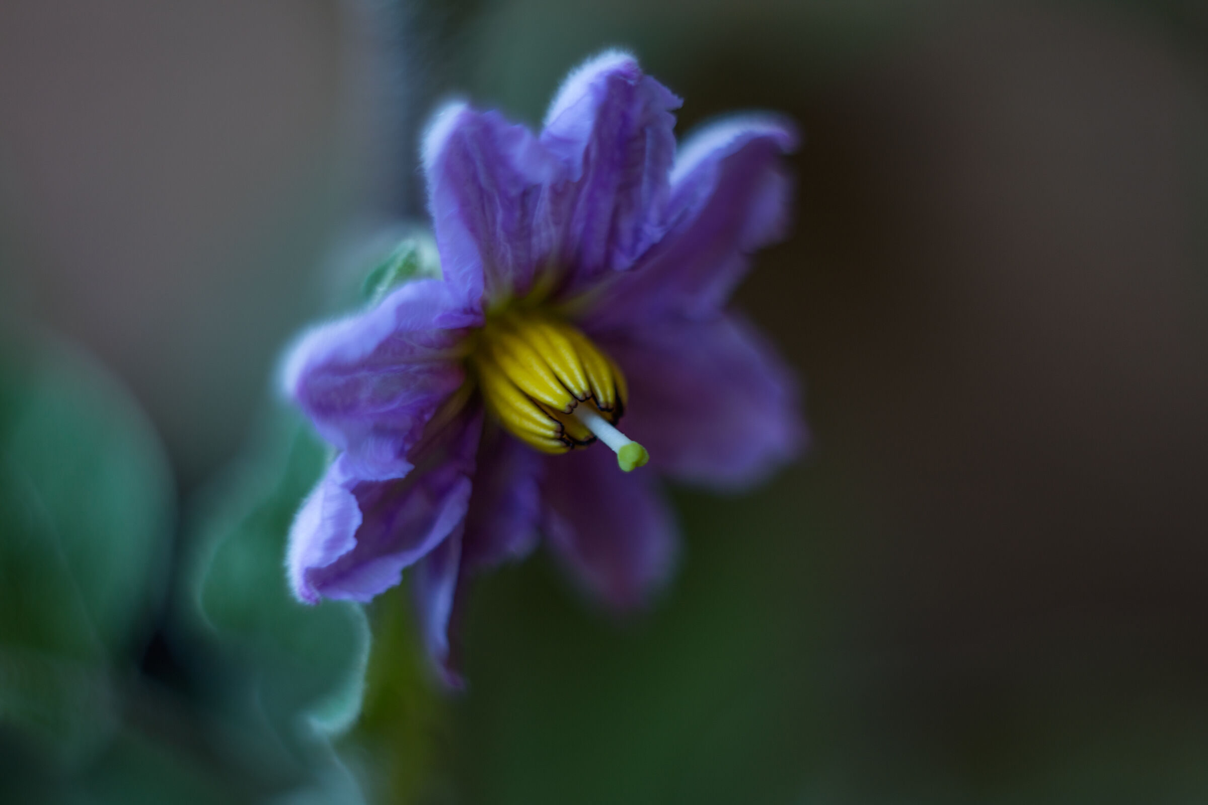 EGGPLANT FLOWER