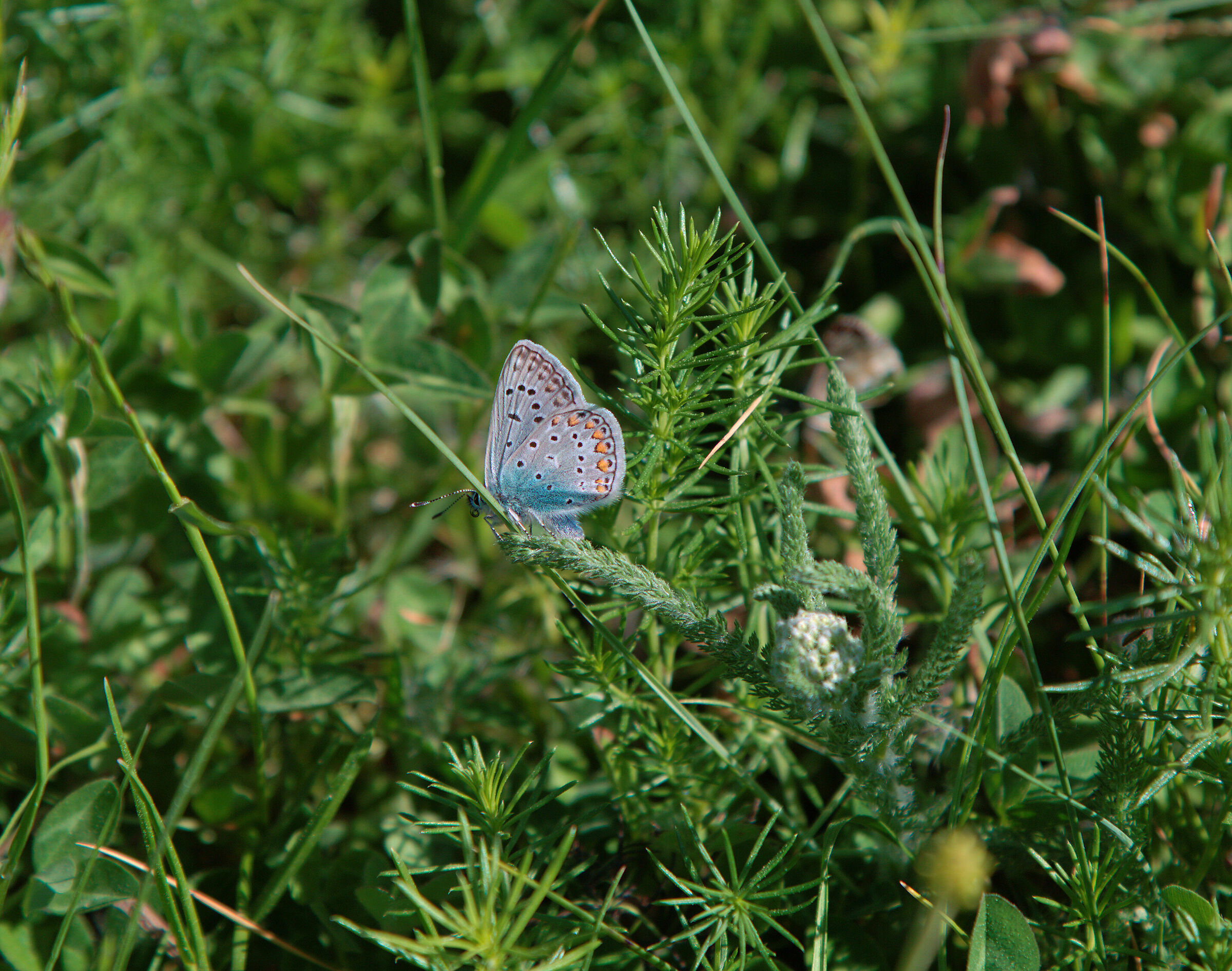 Meraviglia ai Piani di Fugno