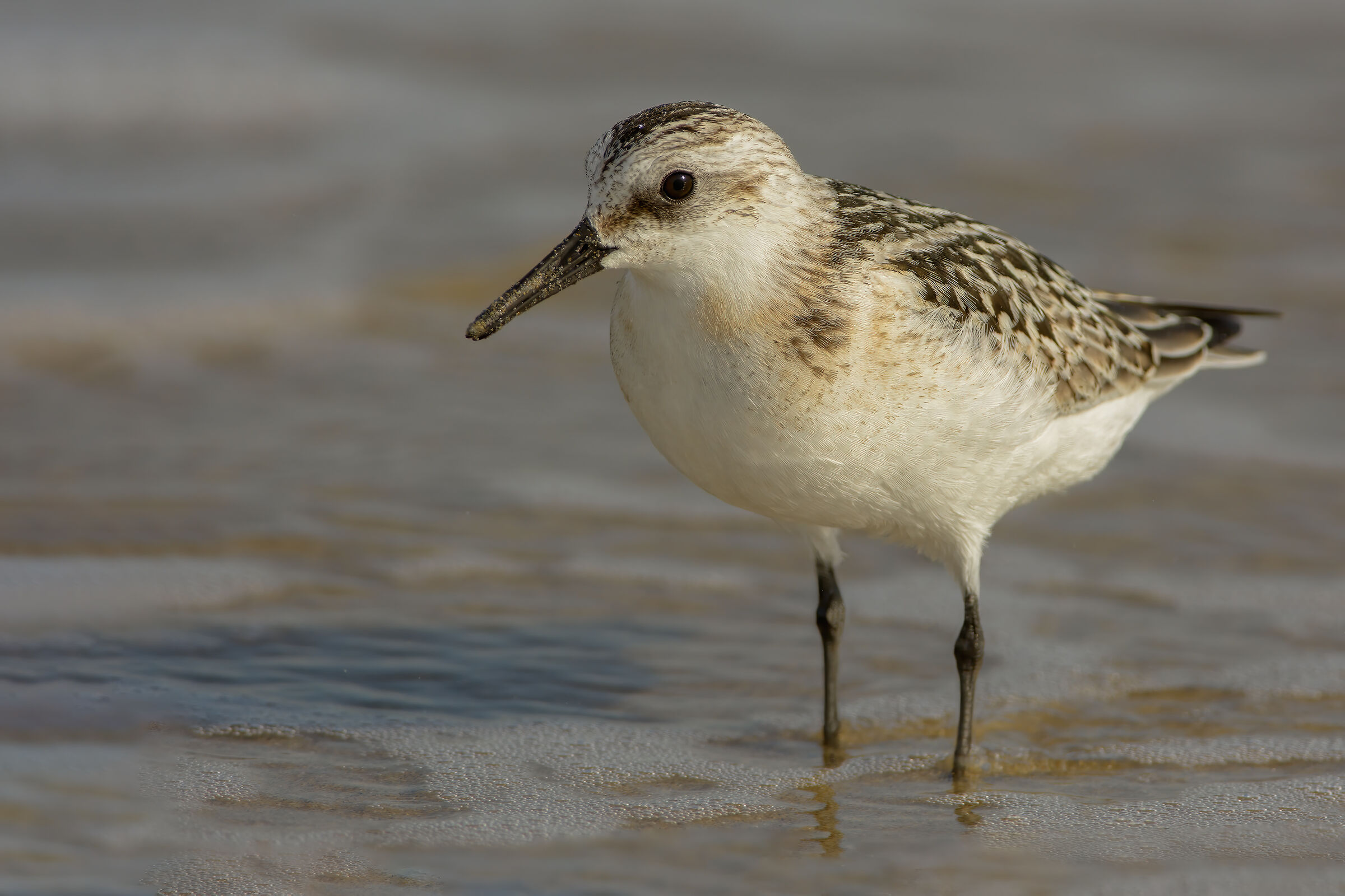 Piovanello tridattilo (Calidris alba)