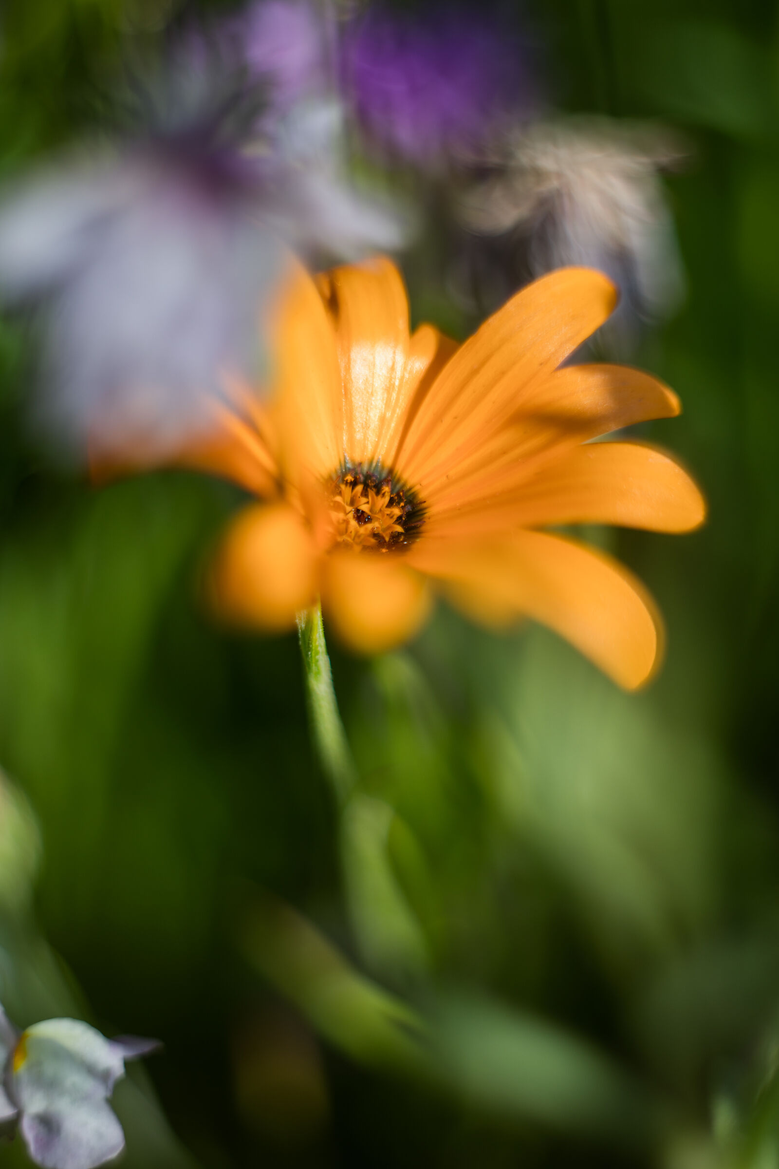 Flowers of the field