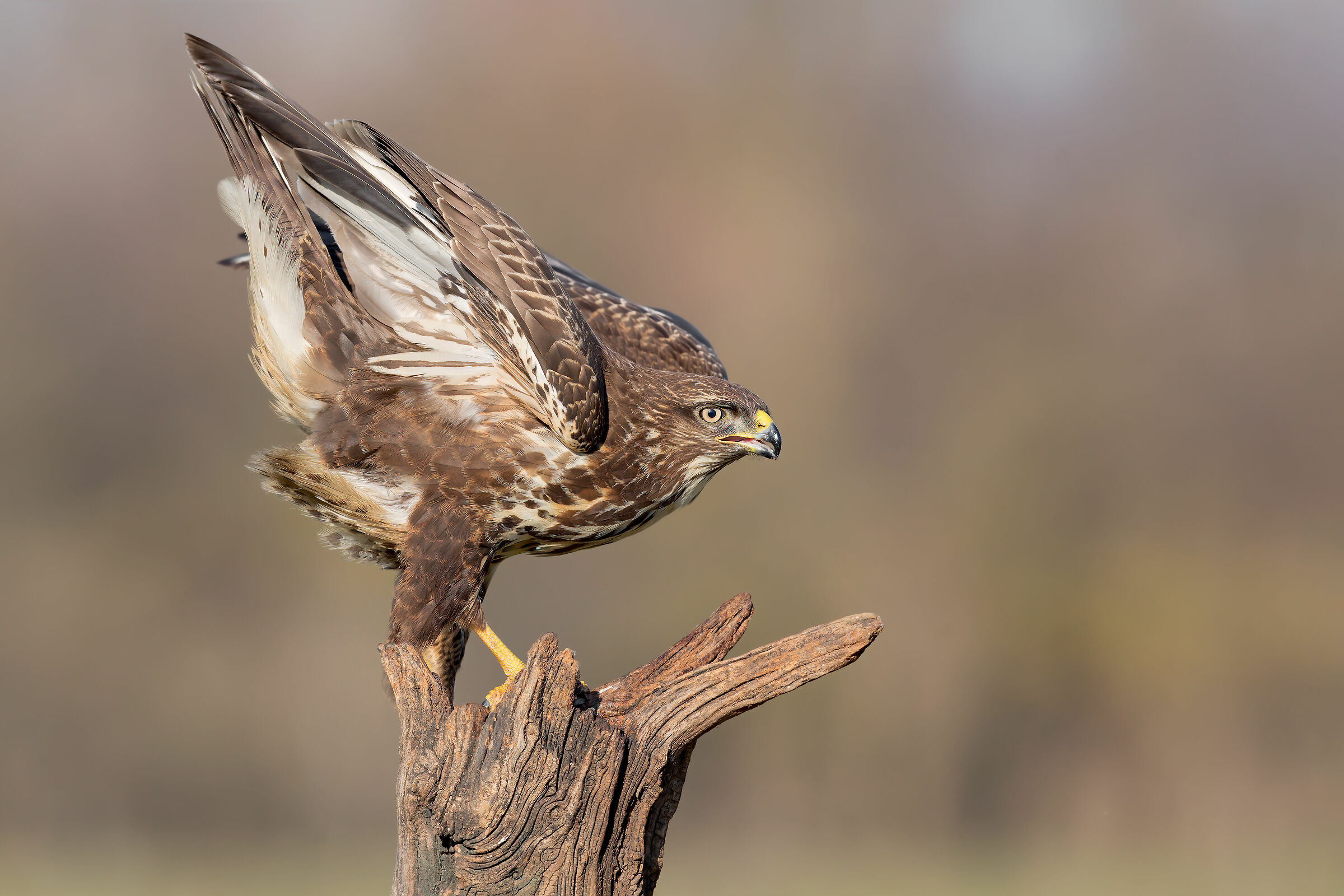 buzzard