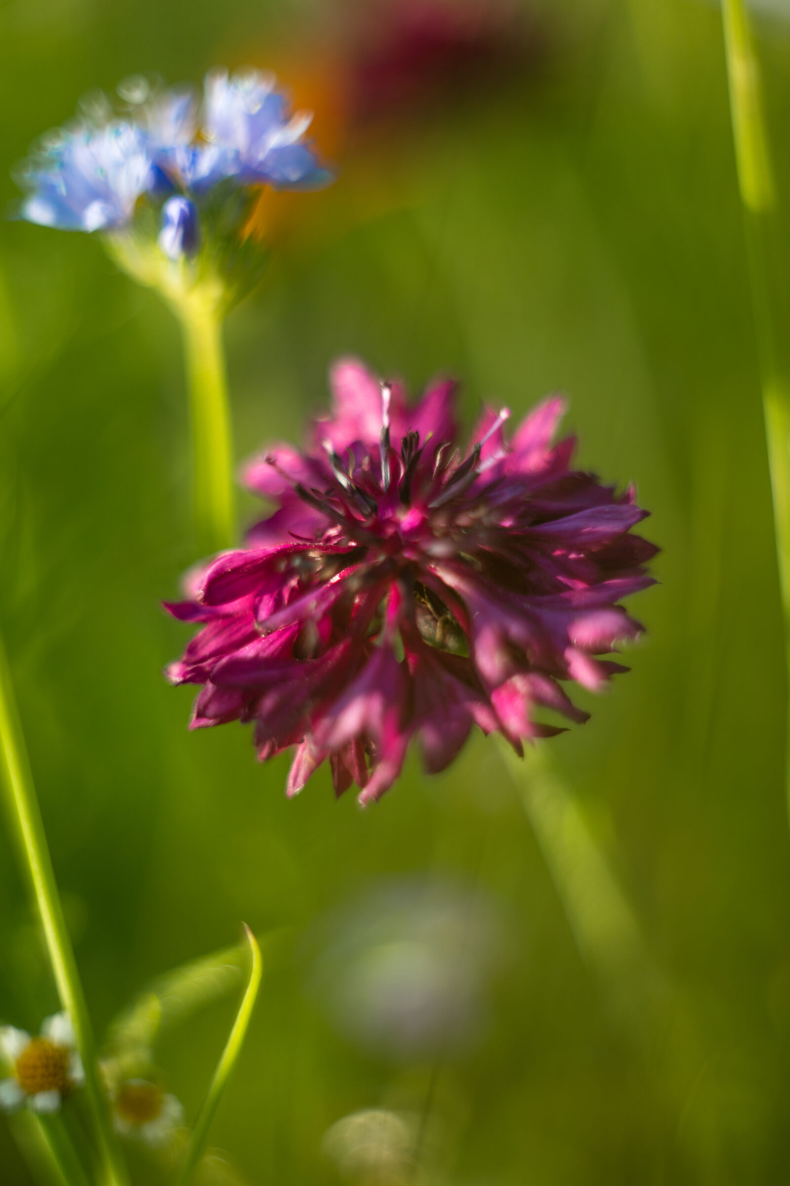 Flowers of the field
