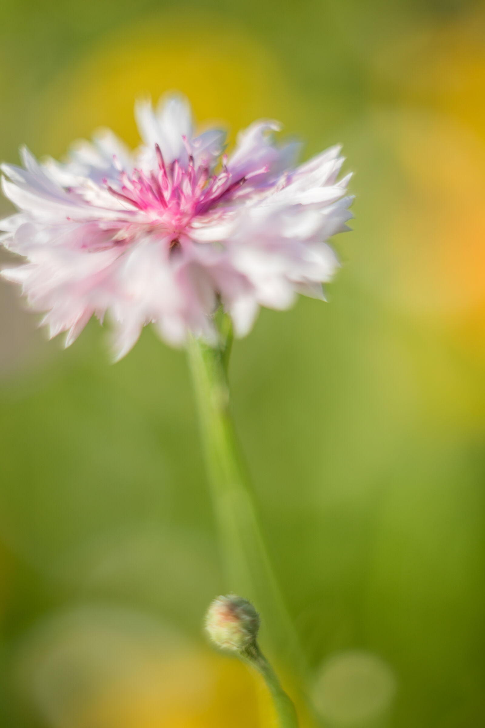 Flowers of the field