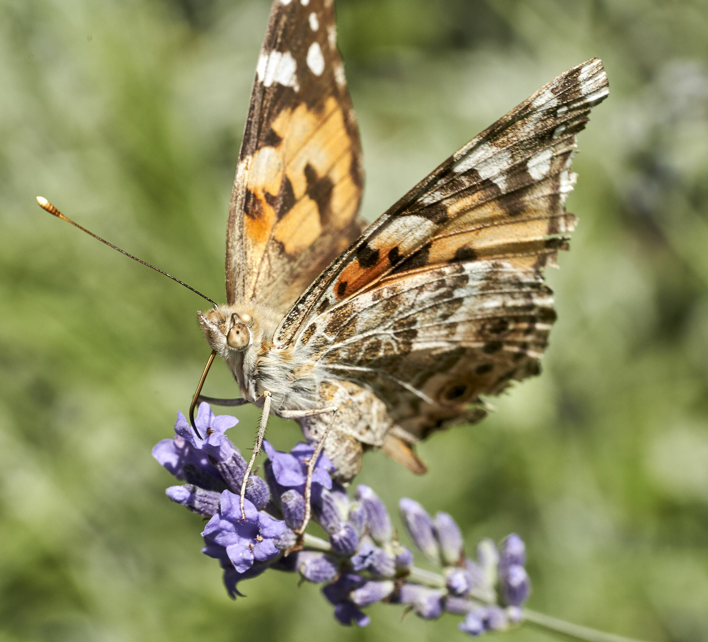 apis mellifera on lavender