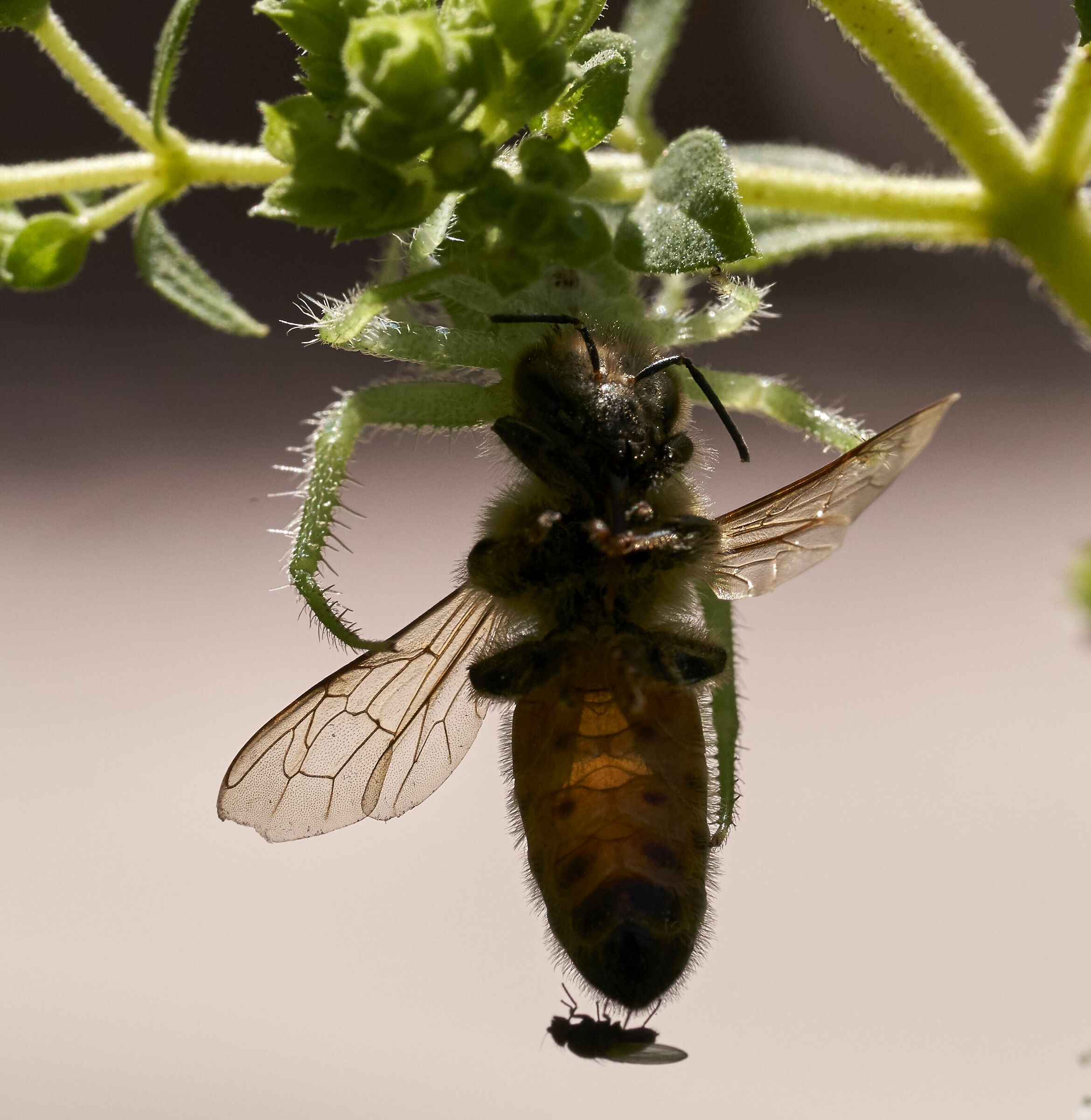 Predation of the crab spider