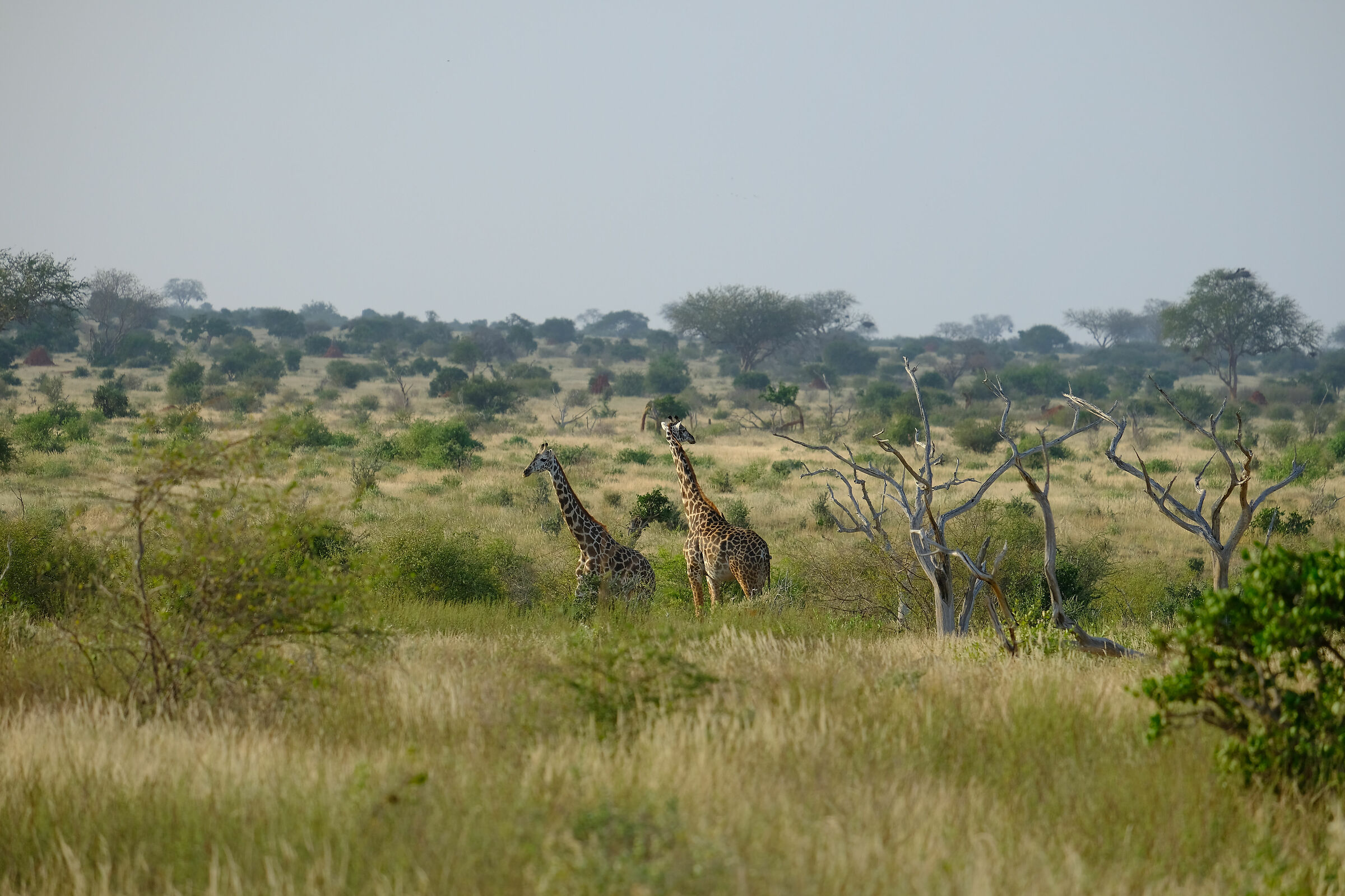 Giraffe in cerca di colazione - Tsavo East Nat. Park