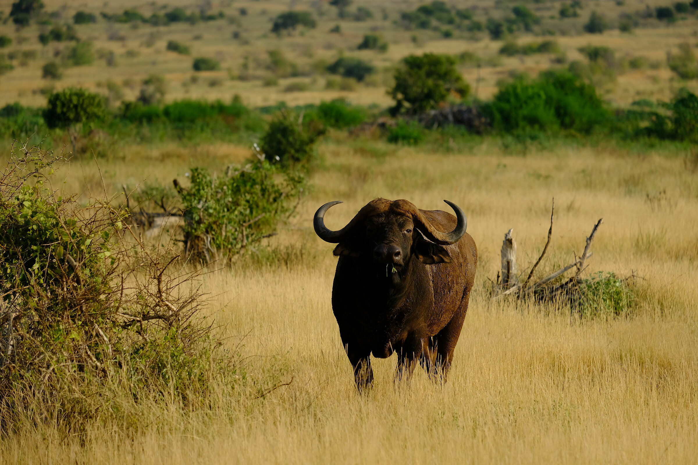 Il capobranco - Tsavo East Nat. Park