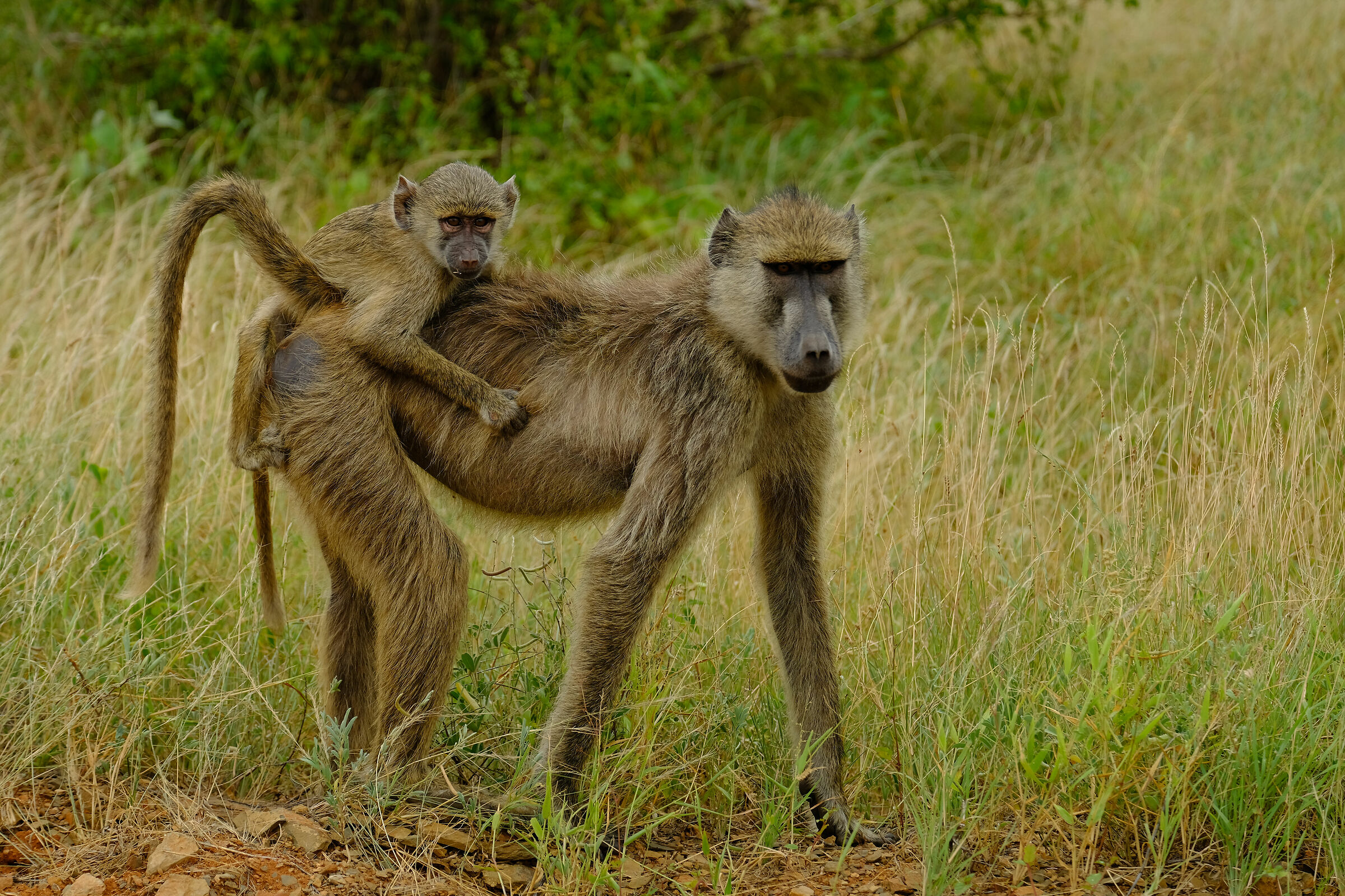 Hold on tight! Tsavo East Nat. Park