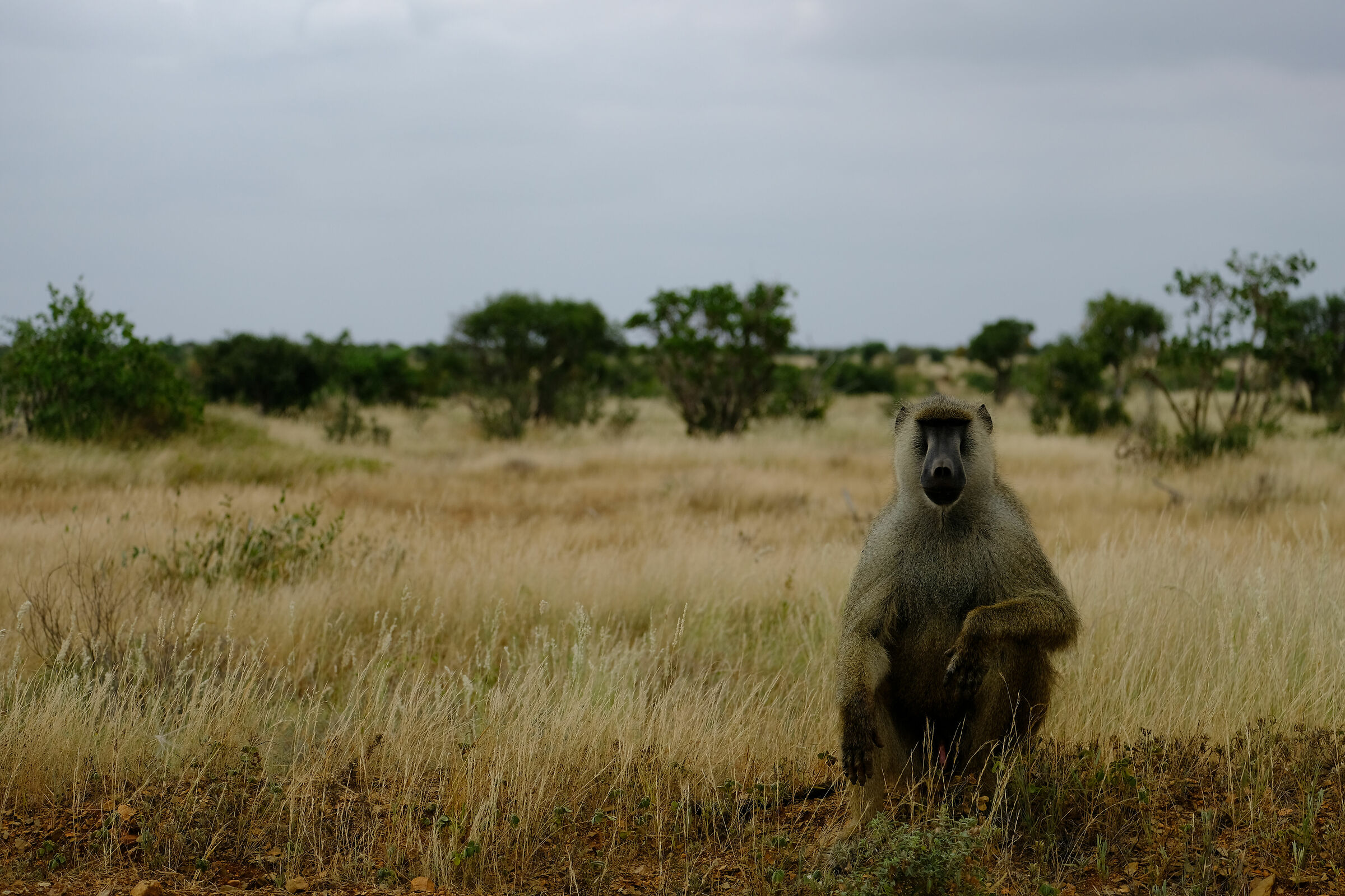 Observed - Tsavo East Nat. Park