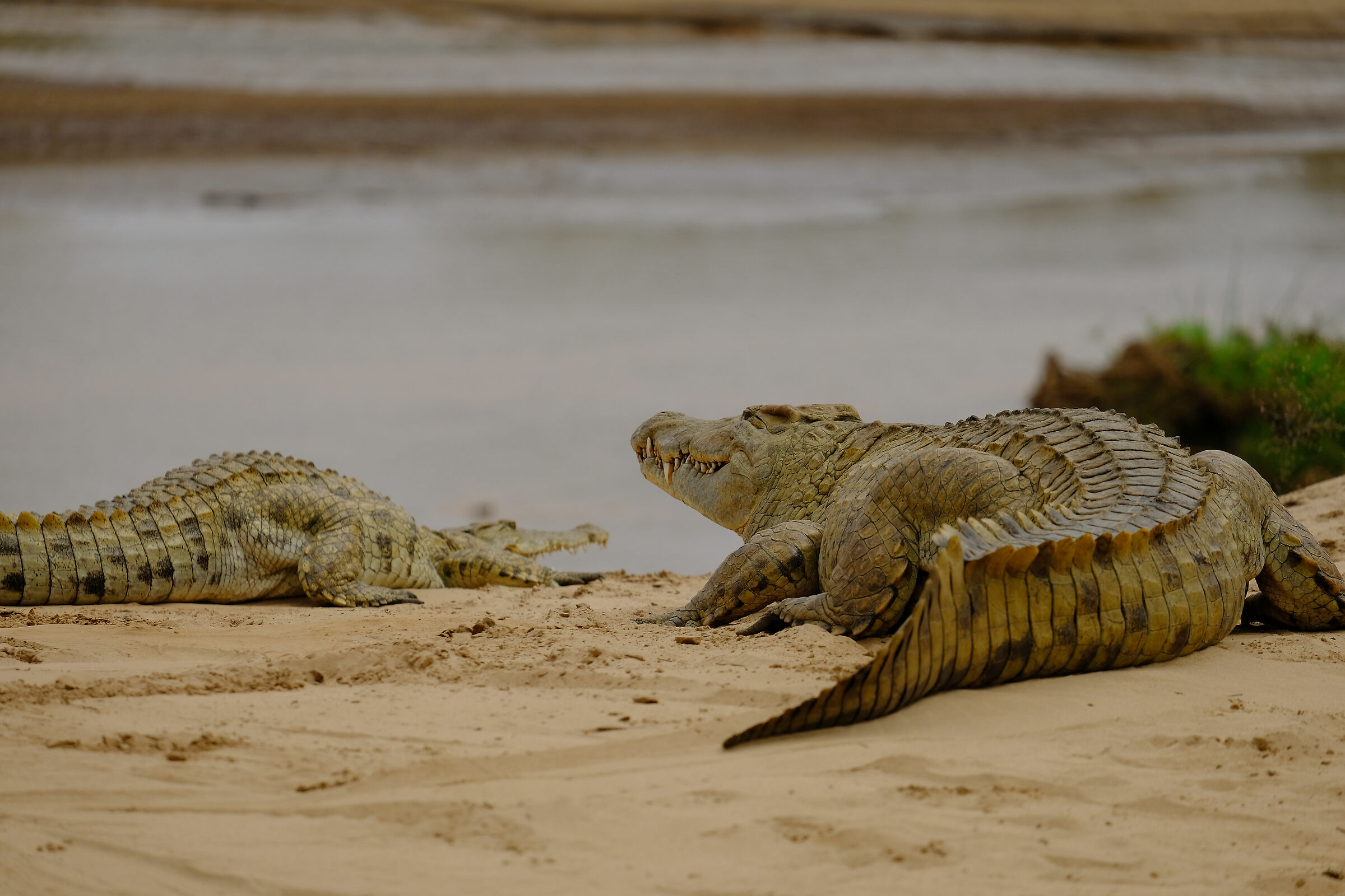 A couple not to be approached - Tsavo East Nat. Park
