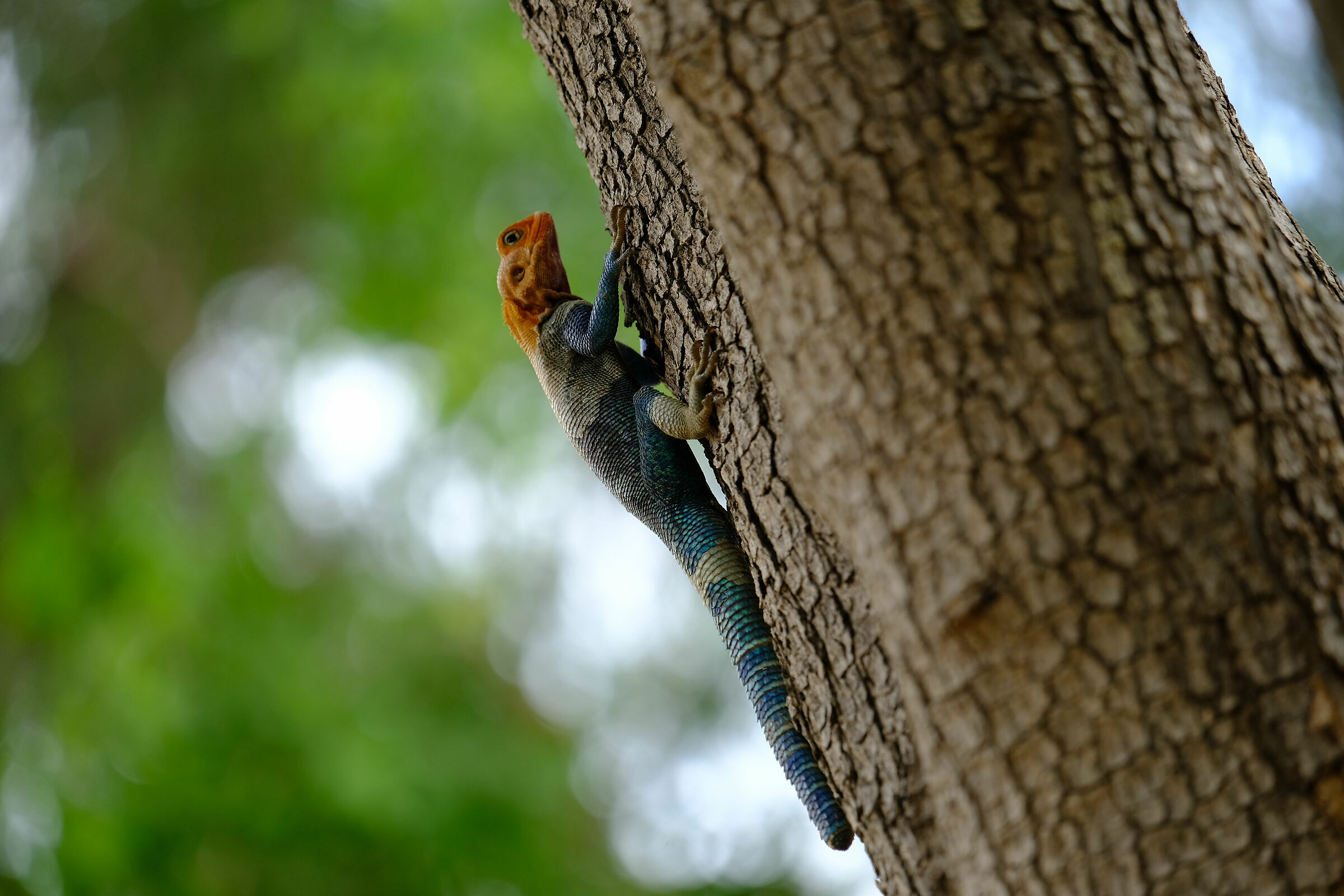 I colori che non ti aspetti - Tsavo East Nat. Park