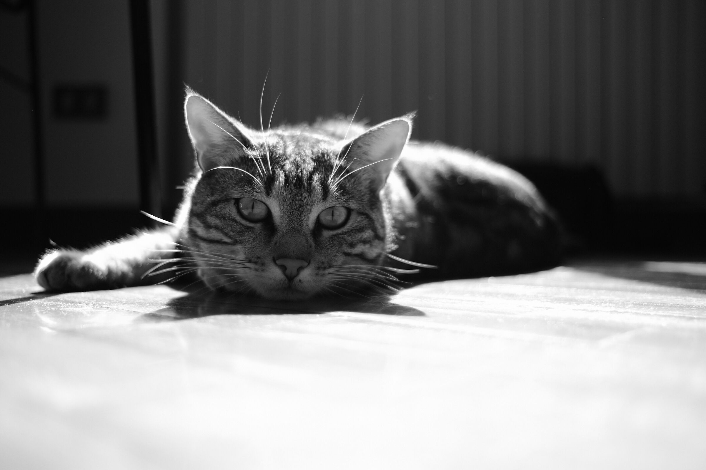Simba in Acros - Brescia