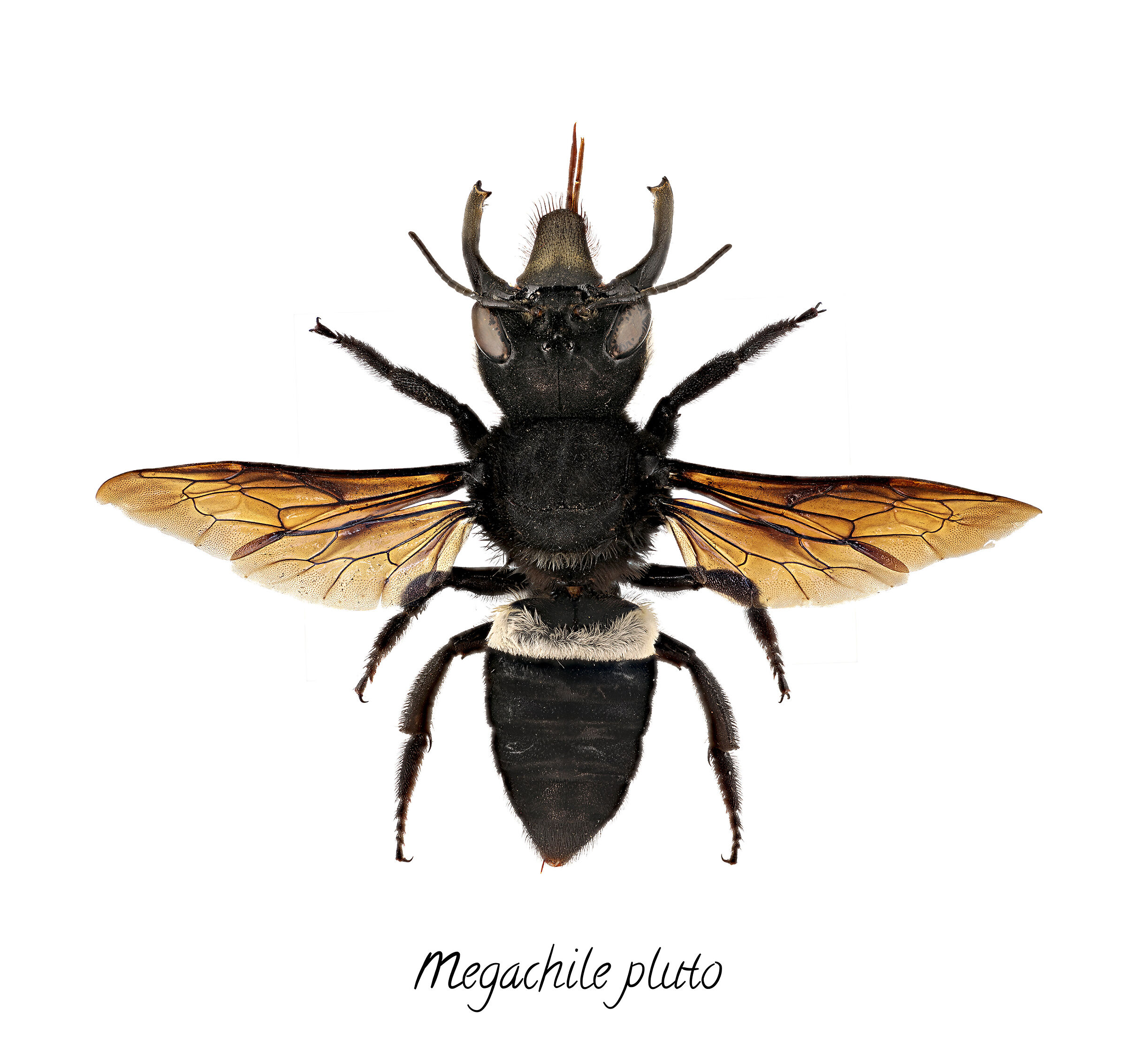 Megachile Pluto