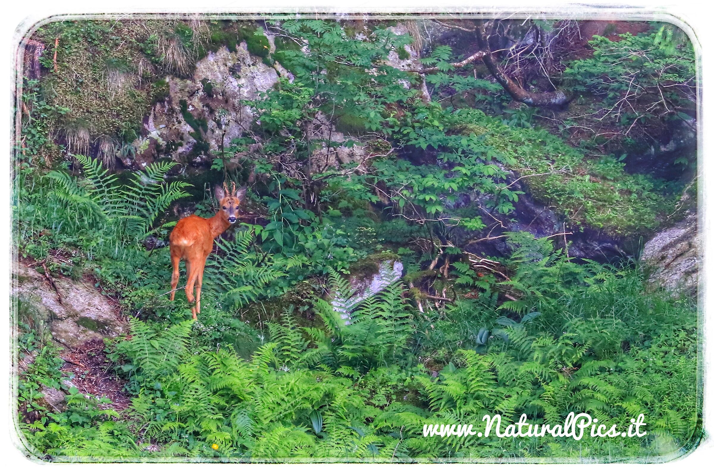 Pleasant encounters in the magical forest