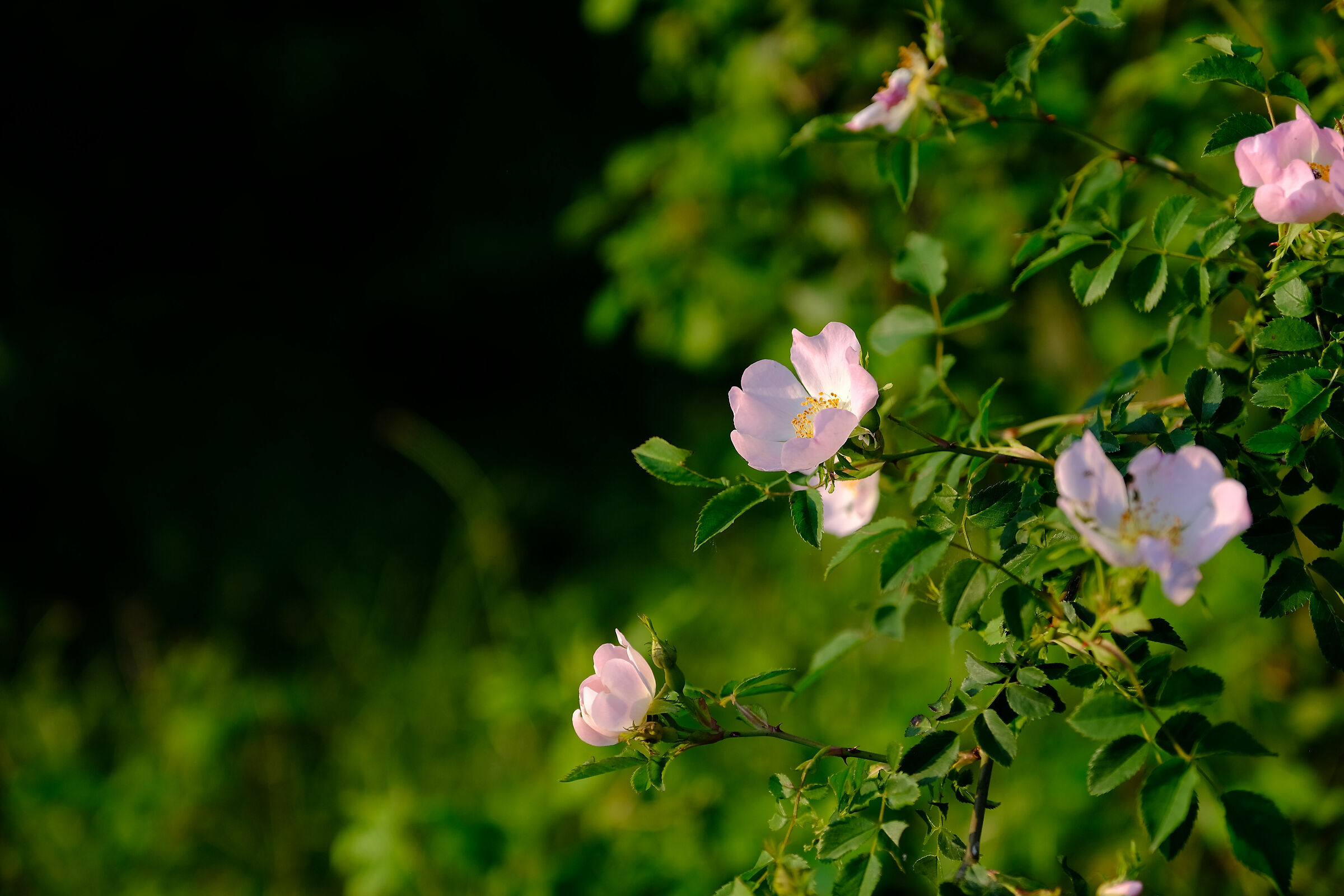 Le prime fioriture sul Monte Maddalena - Brescia