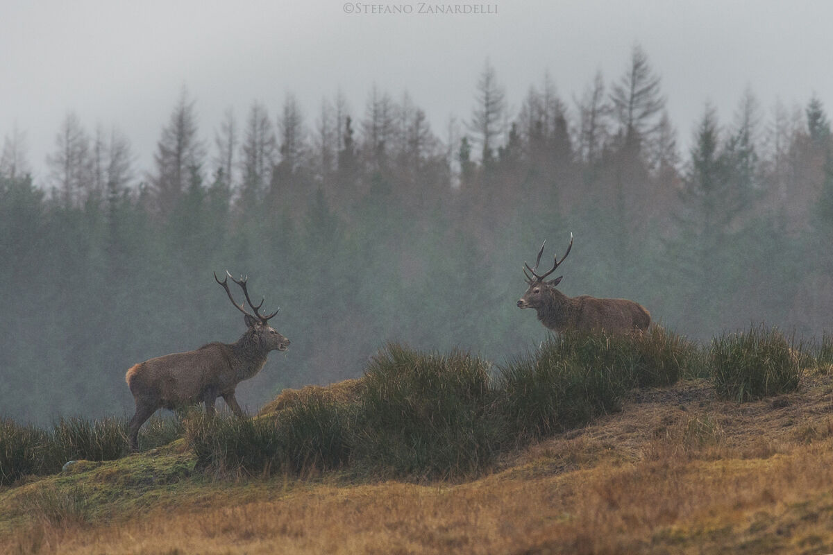 Red deer