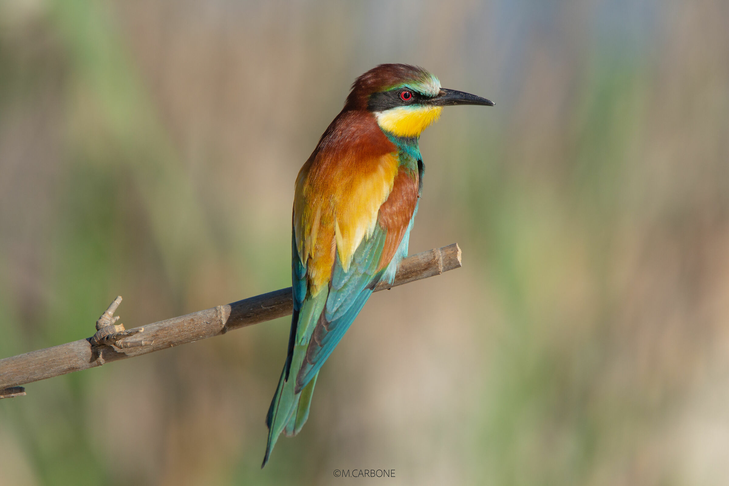 Bee-eater