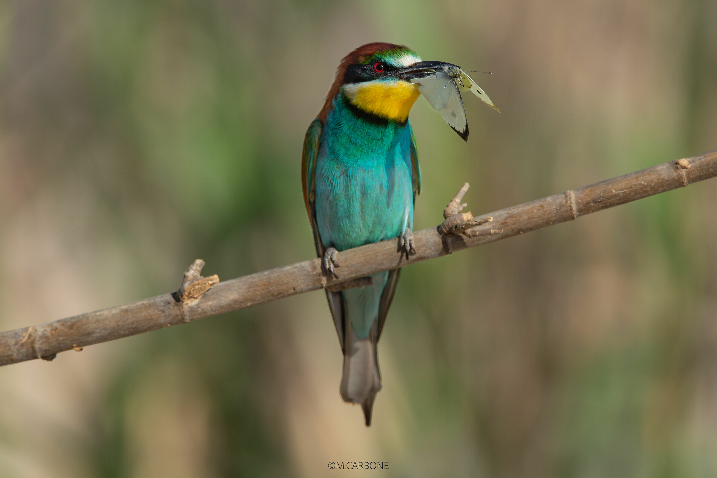Griffin with Caulaia