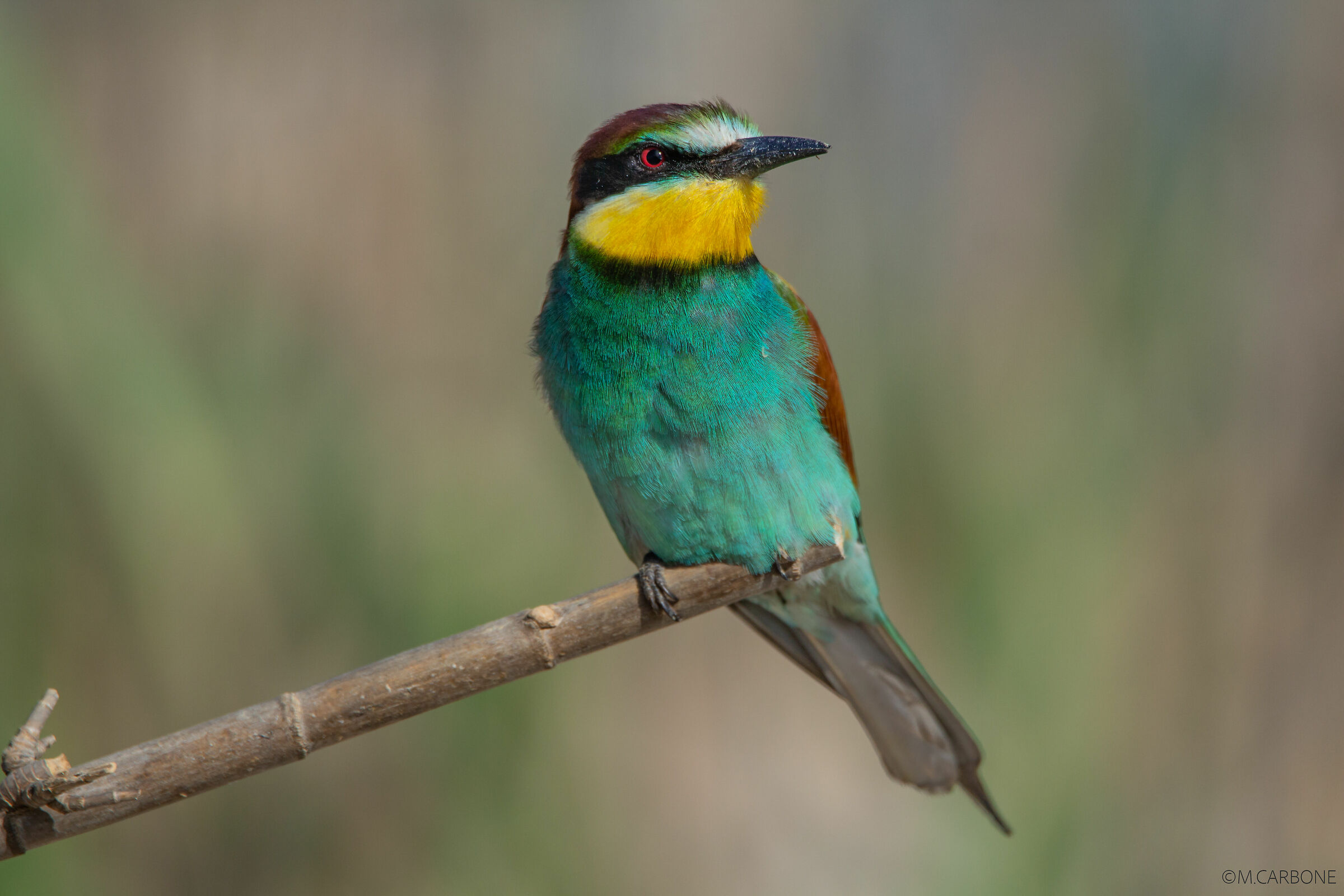 Gruccione, look to the sky