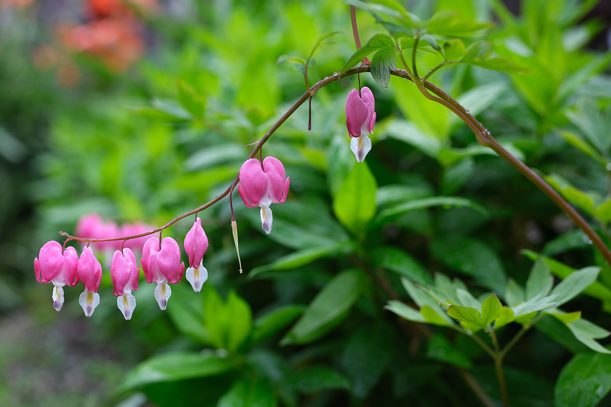 Dicentra spectabilis