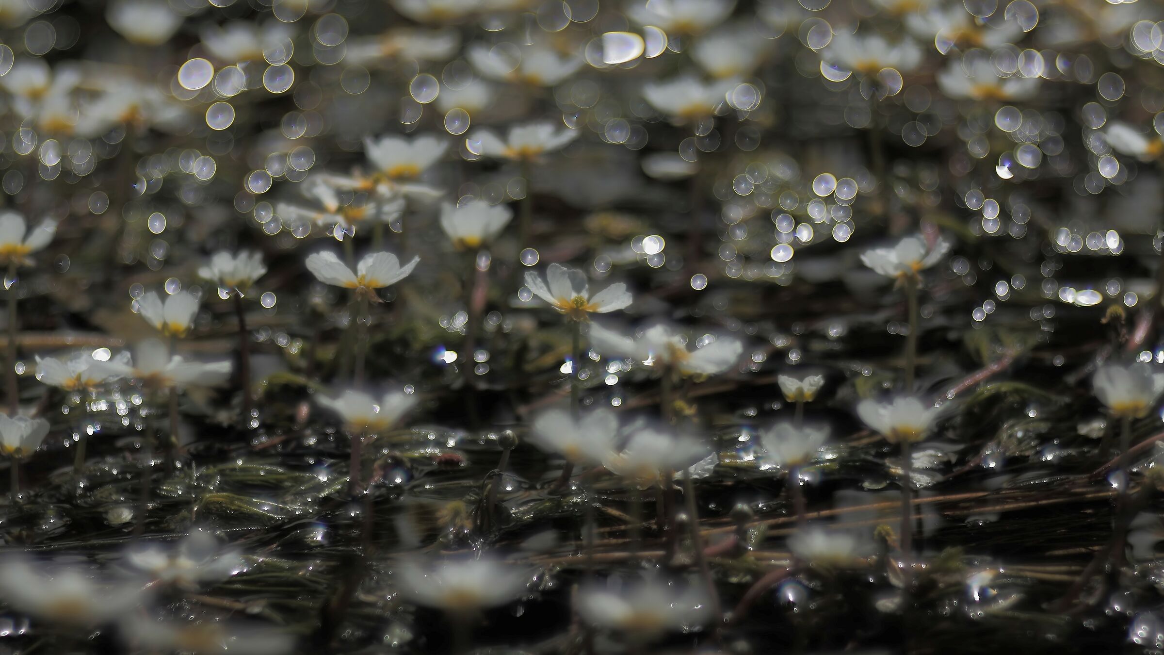 Pianeta dei fiori bianchi.