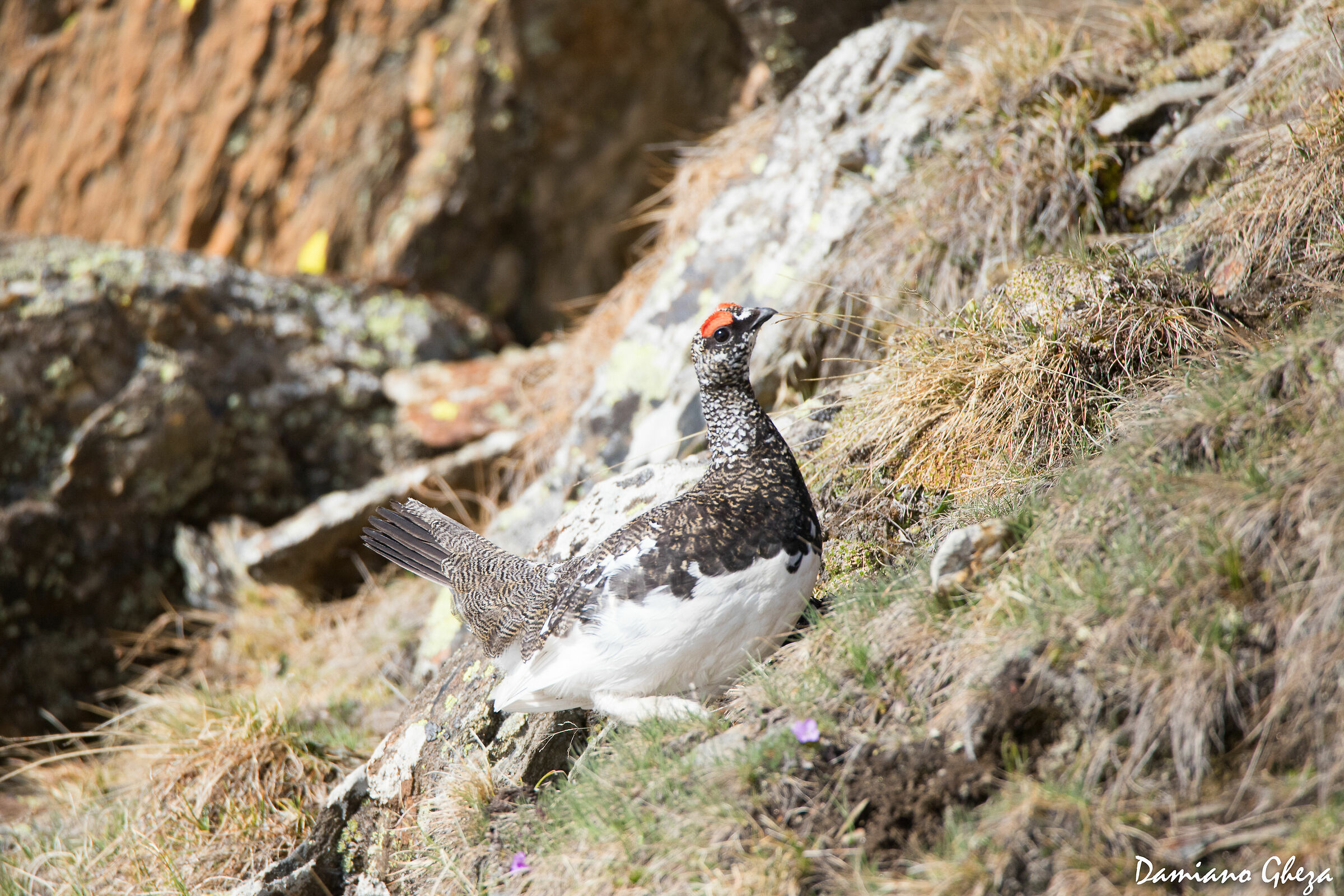 pernice bianca maschio