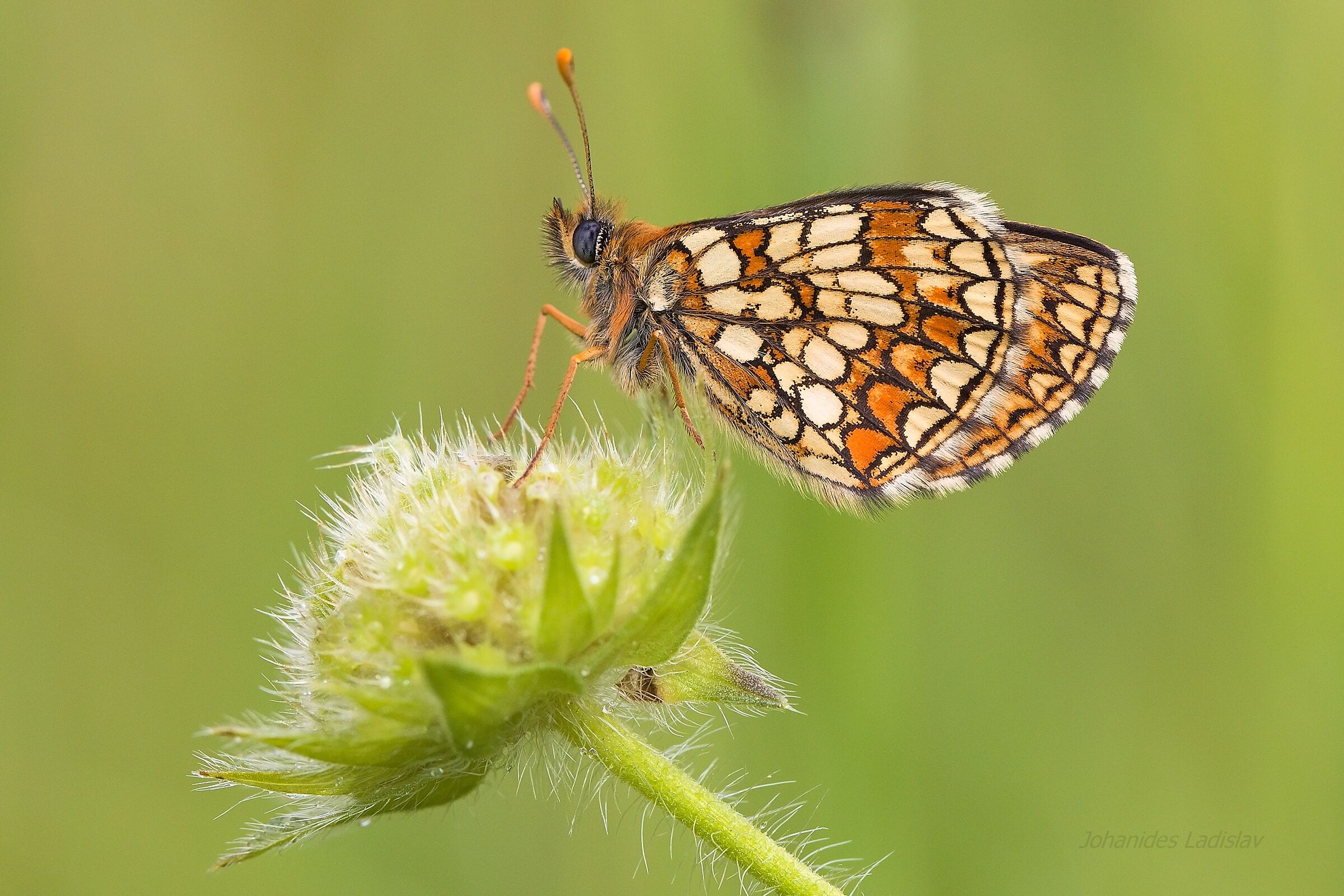Melitaea aurelia