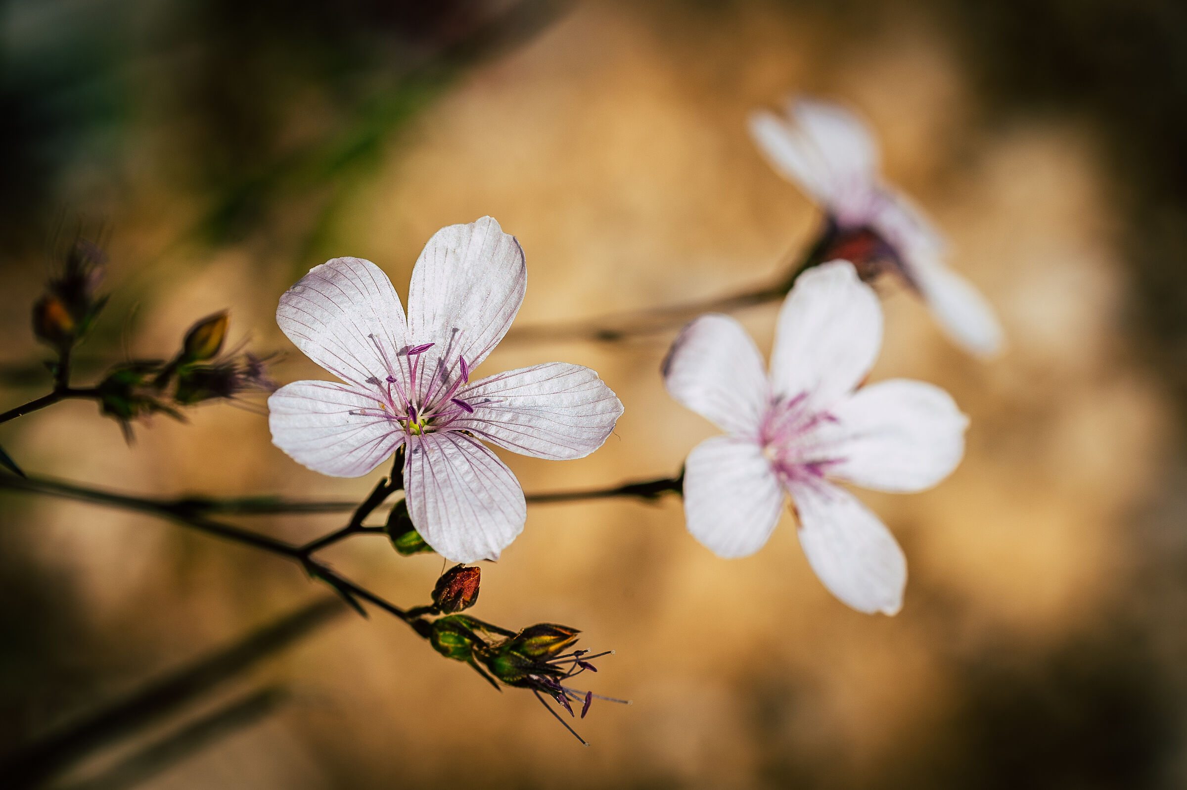 White flowers...