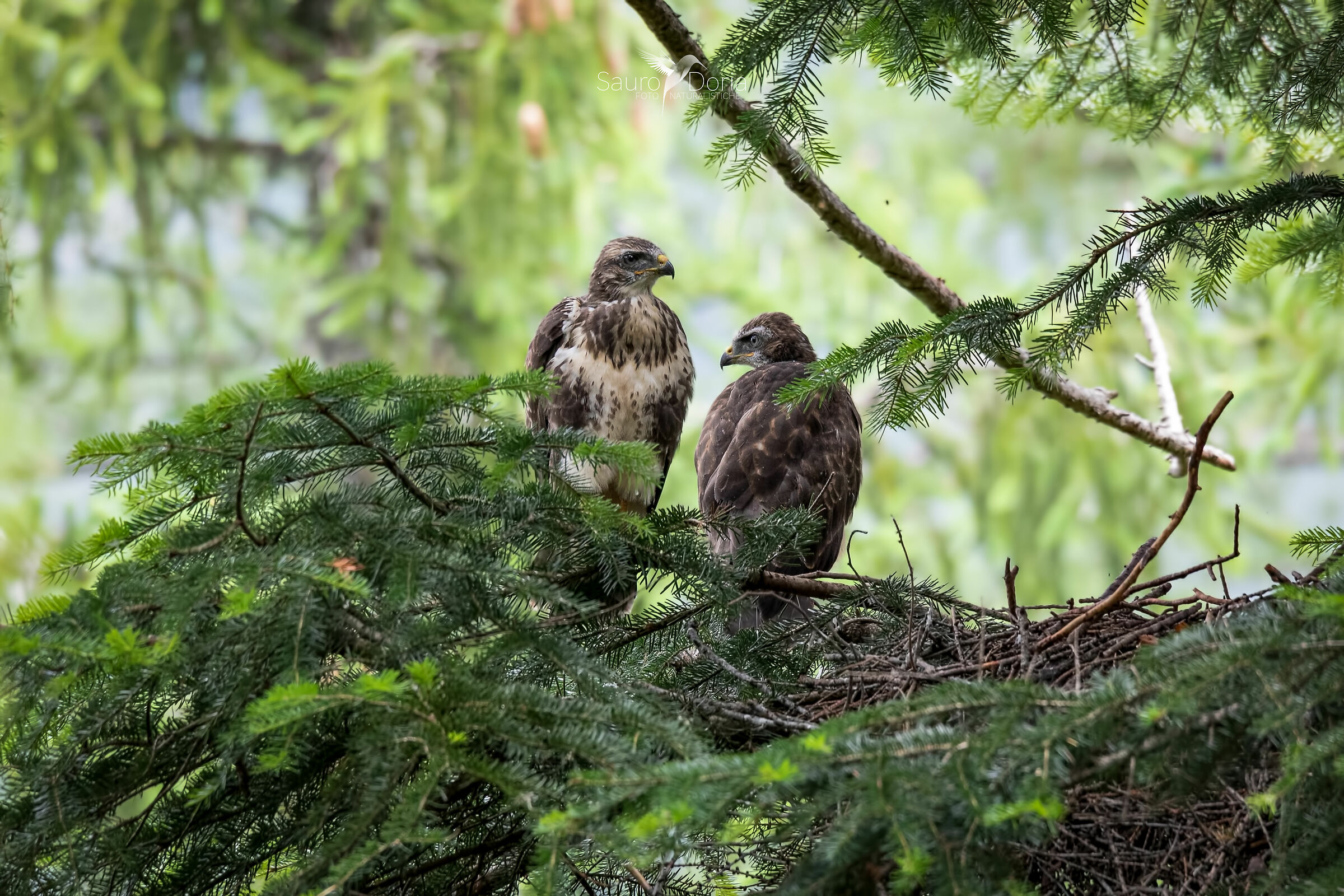 Pulli di poiana al nido