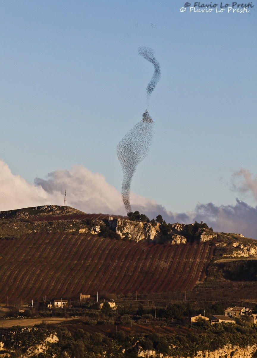 Stormo di stornelli
