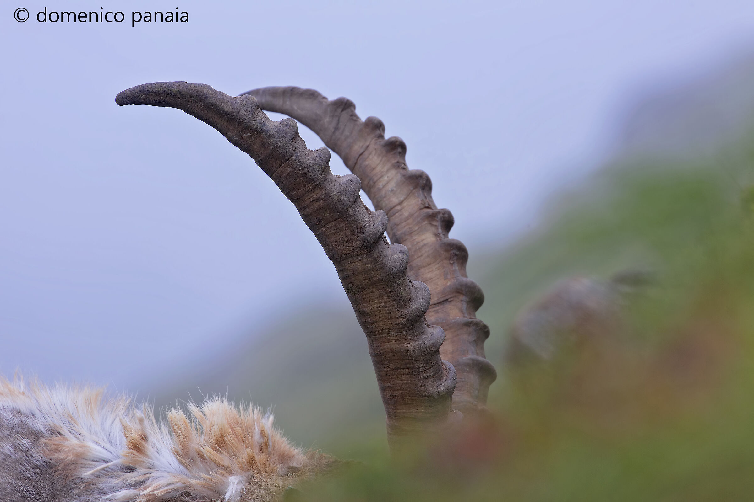 Il pelo lungo le corna belle